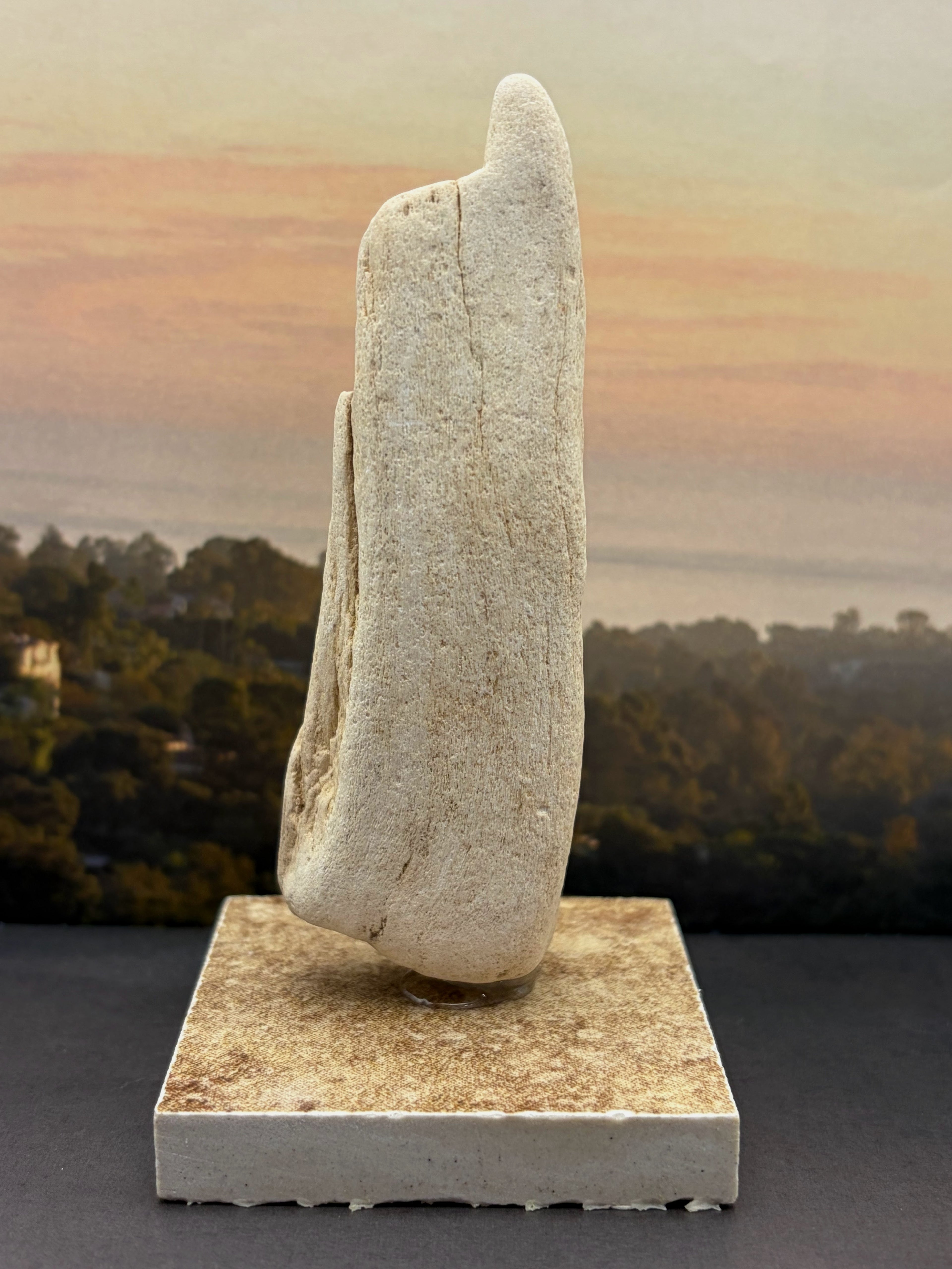 Petrified Wood Specimen (with stand) "The Pointer"