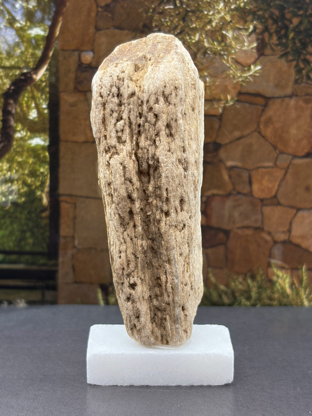 Petrified Wood Specimen (with stand)