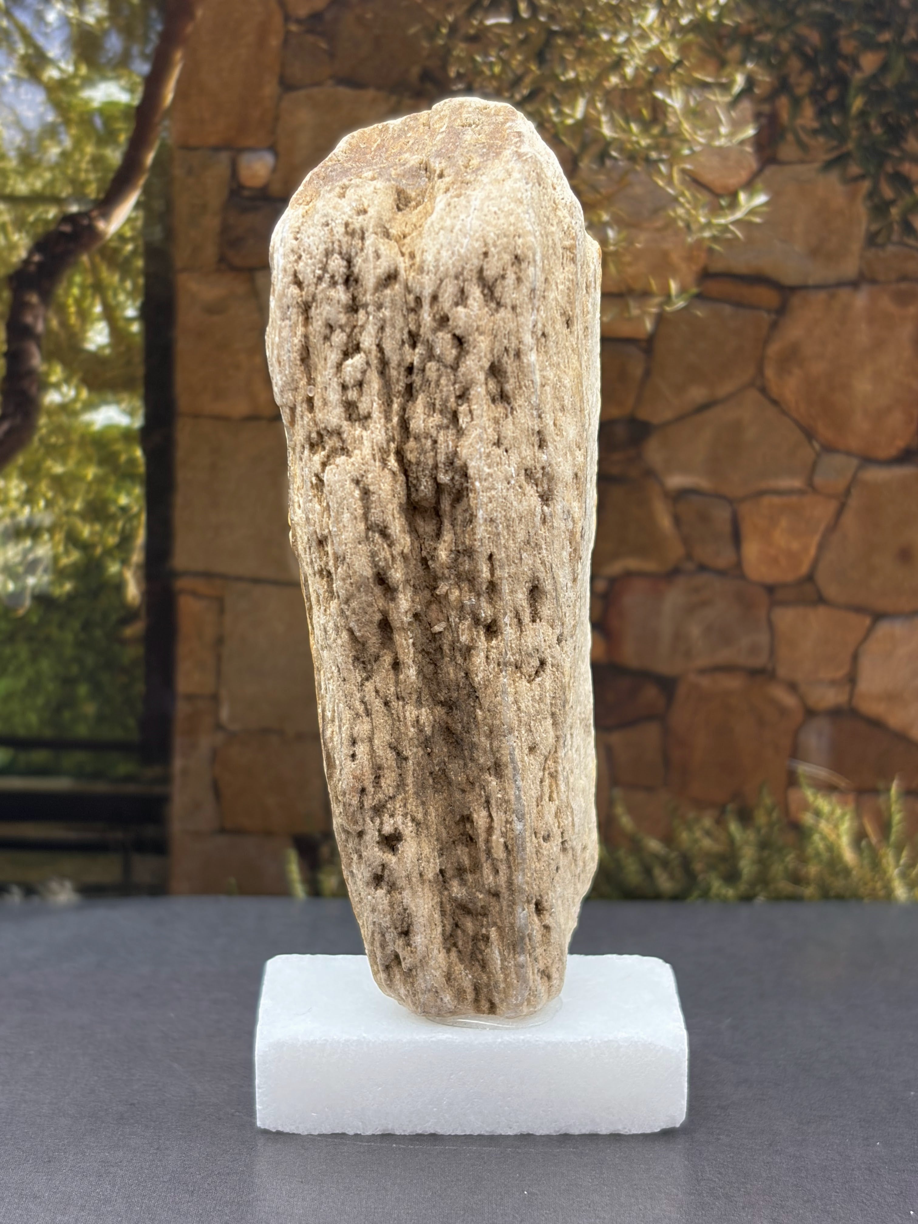 Petrified Wood Specimen (with stand)