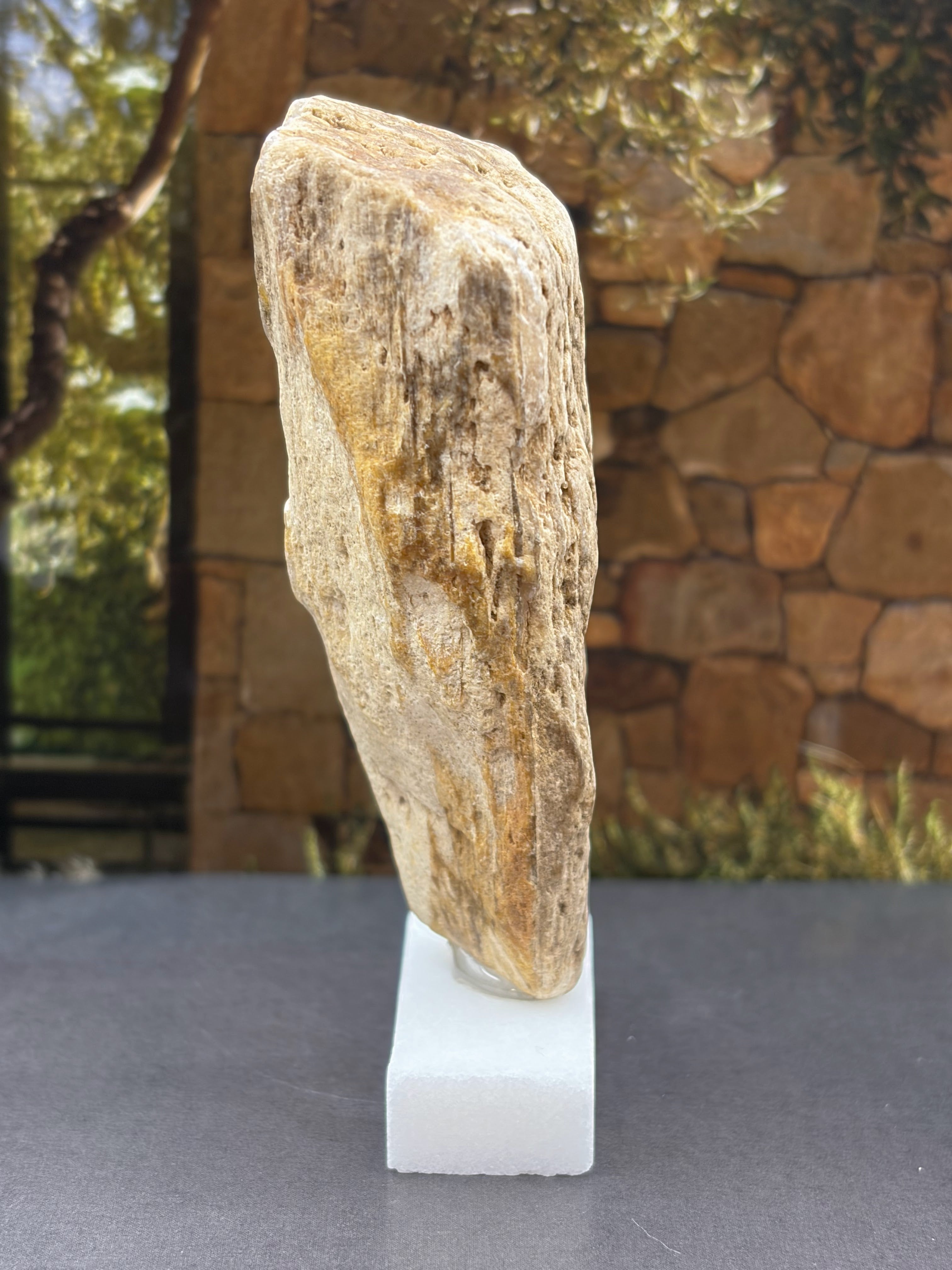 Petrified Wood Specimen (with stand)