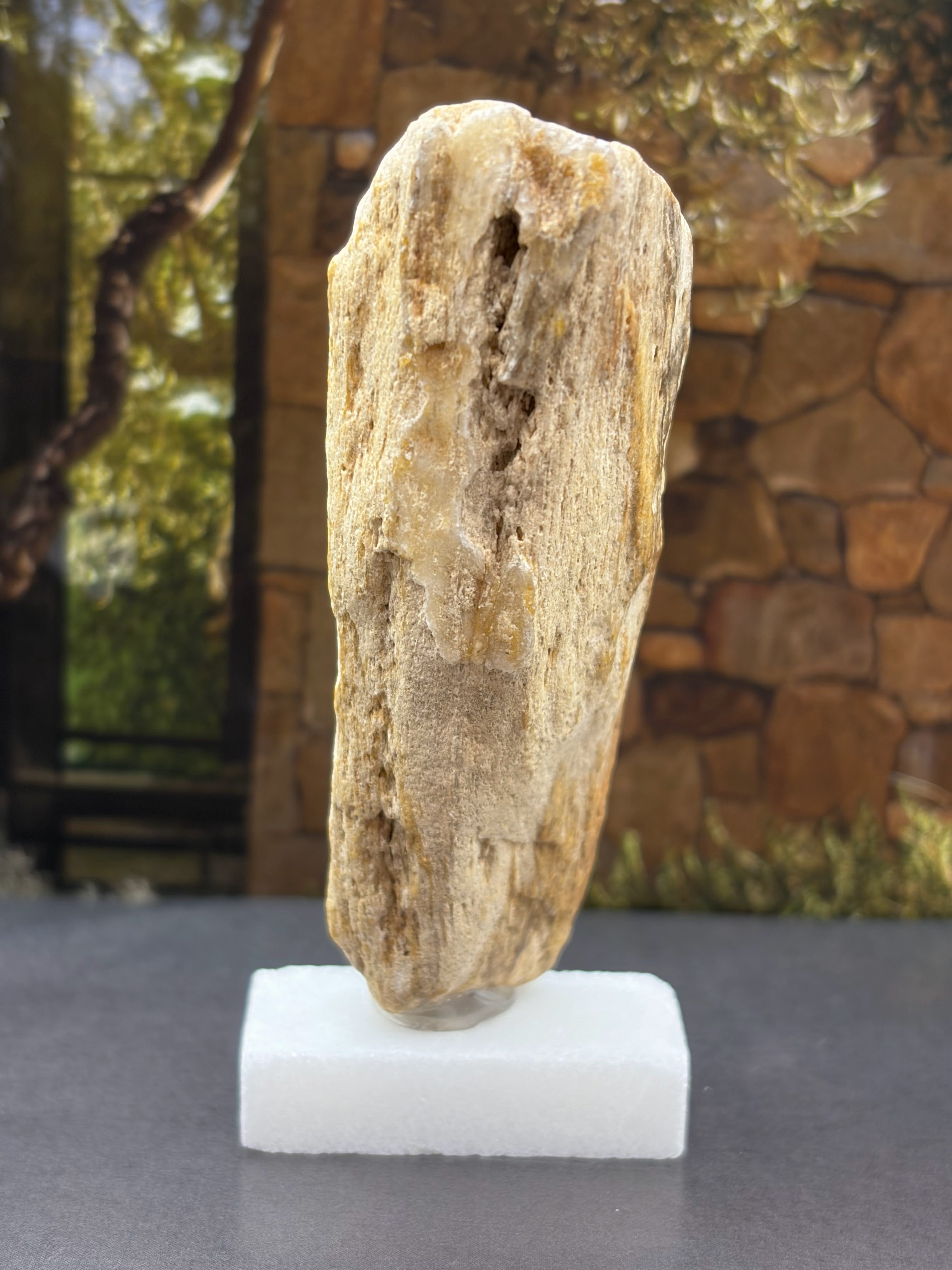 Petrified Wood Specimen (with stand)