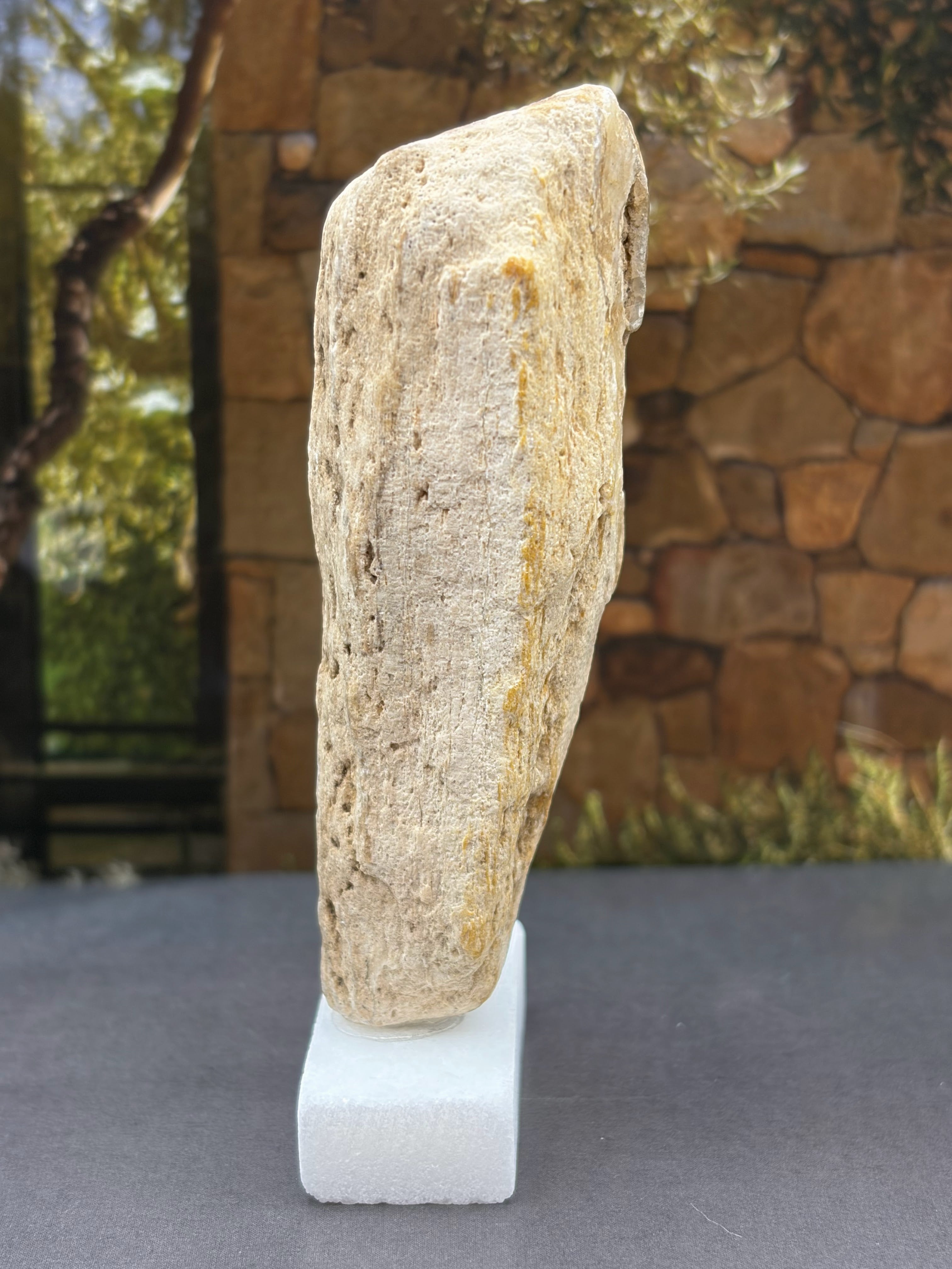 Petrified Wood Specimen (with stand)