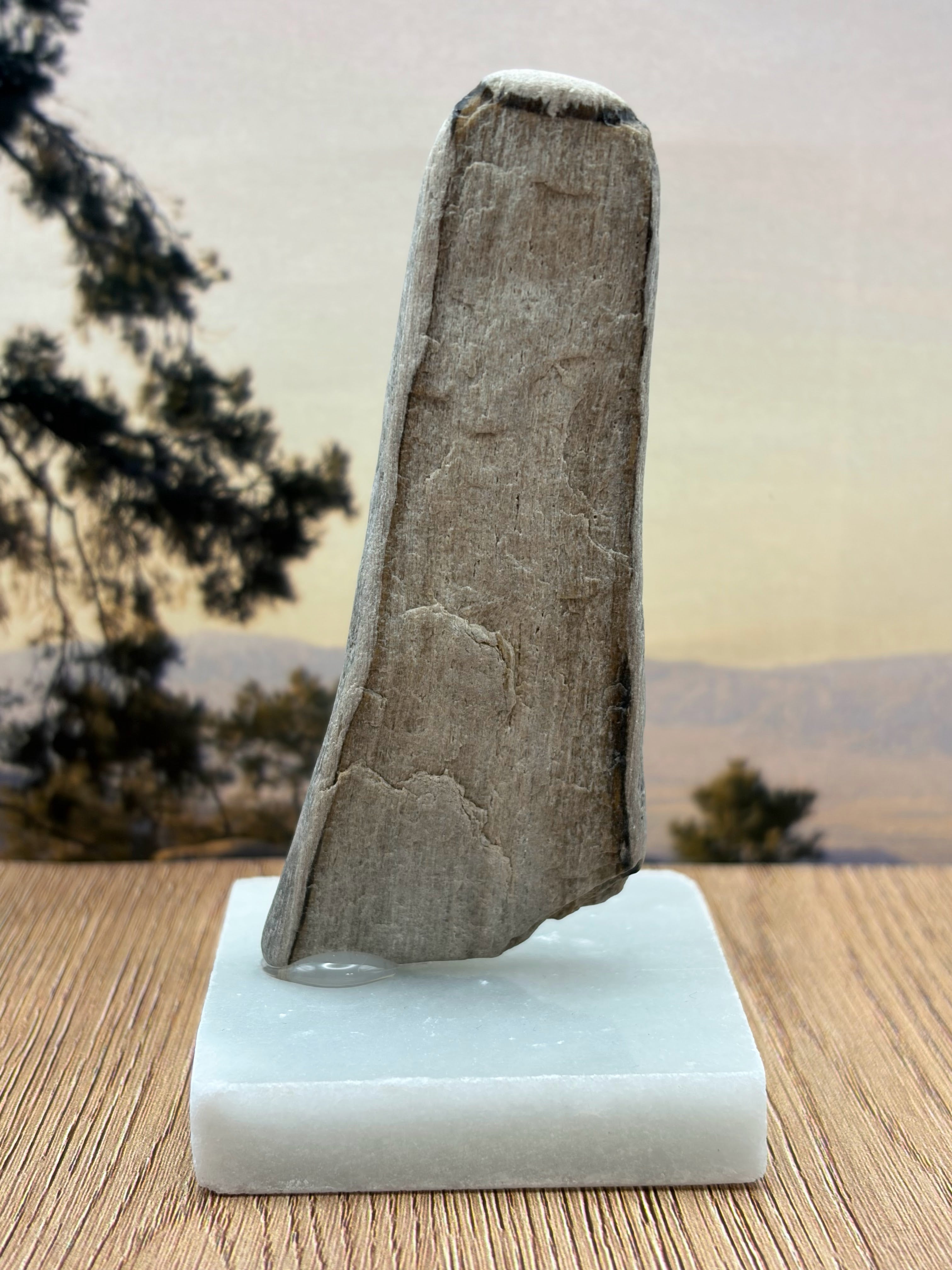 Petrified Wood Specimen (with stand)