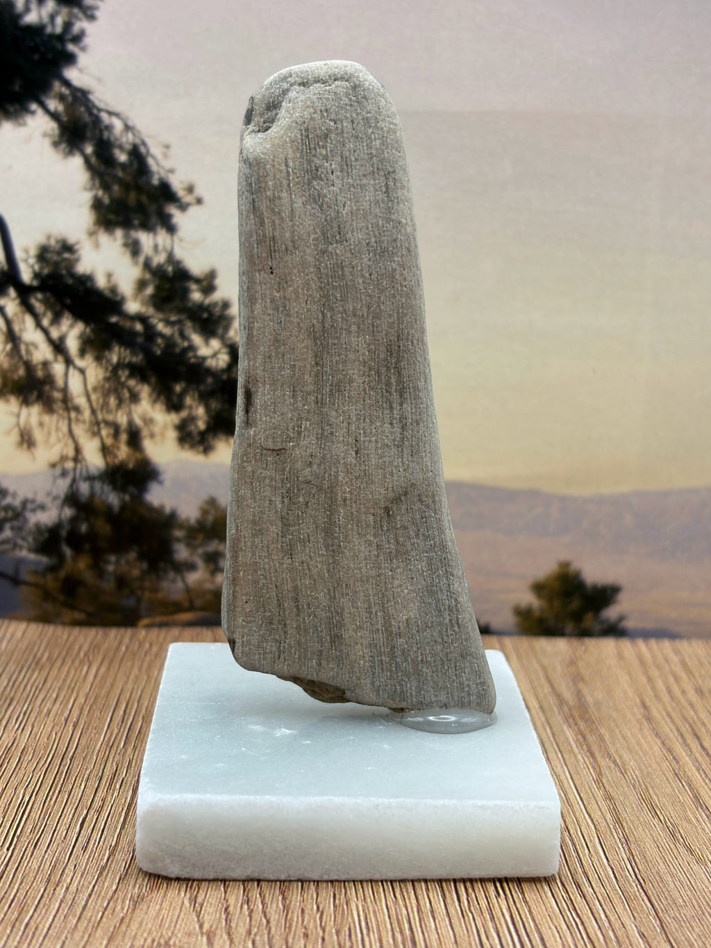 Petrified Wood Specimen (with stand)