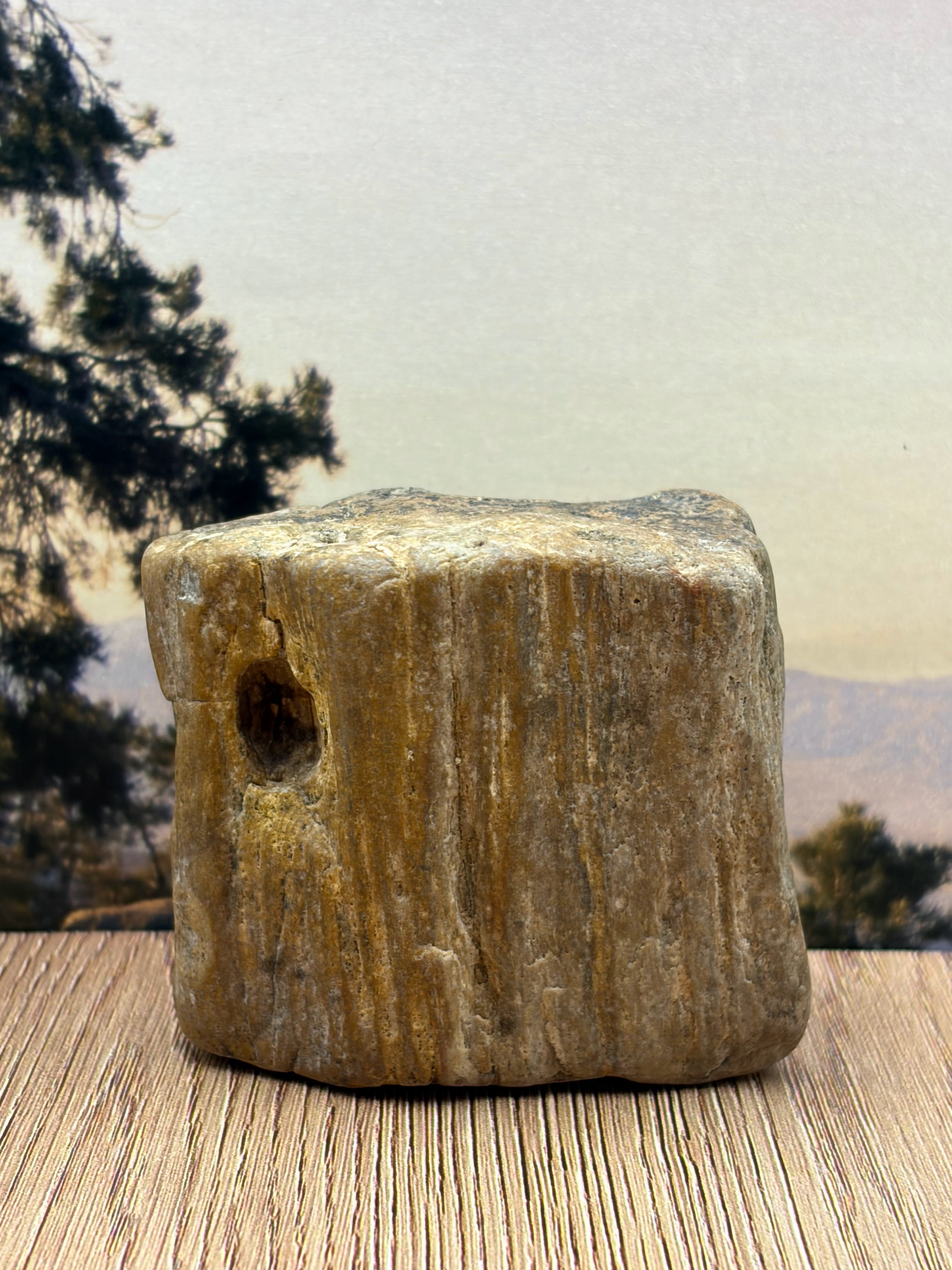 Petrified Wood Specimen with Knot Hole