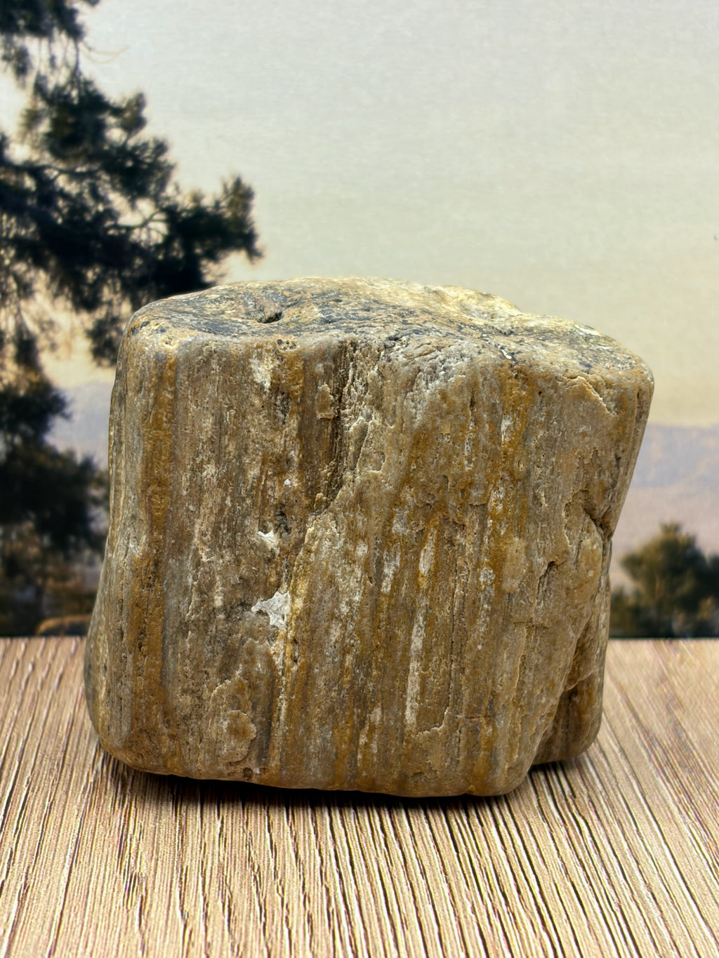 Petrified Wood Specimen with Knot Hole