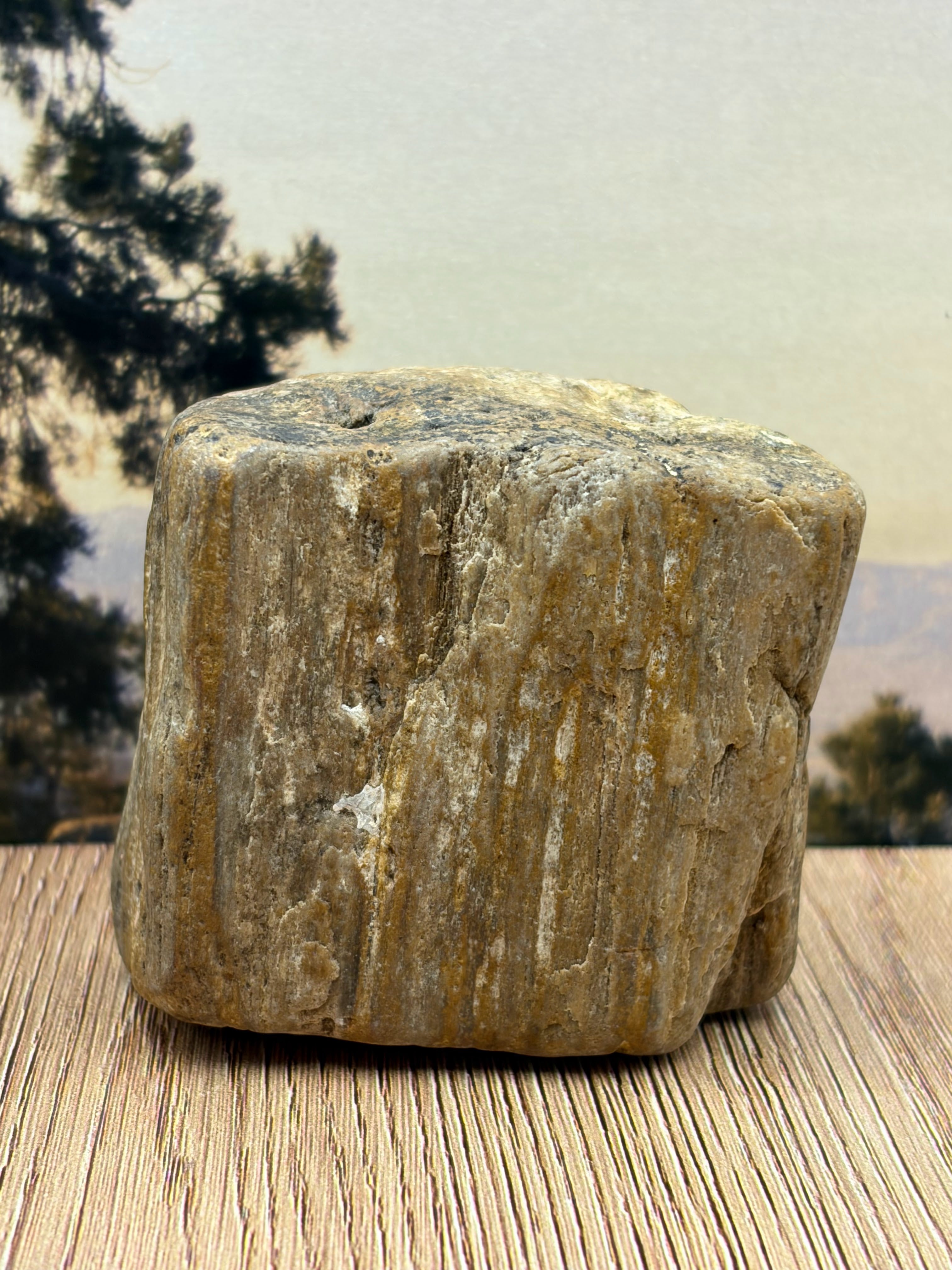 Petrified Wood Specimen with Knot Hole