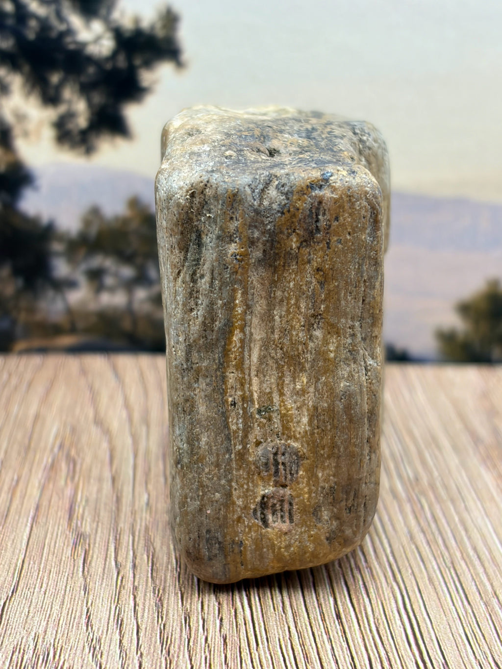 Petrified Wood Specimen with Knot Hole