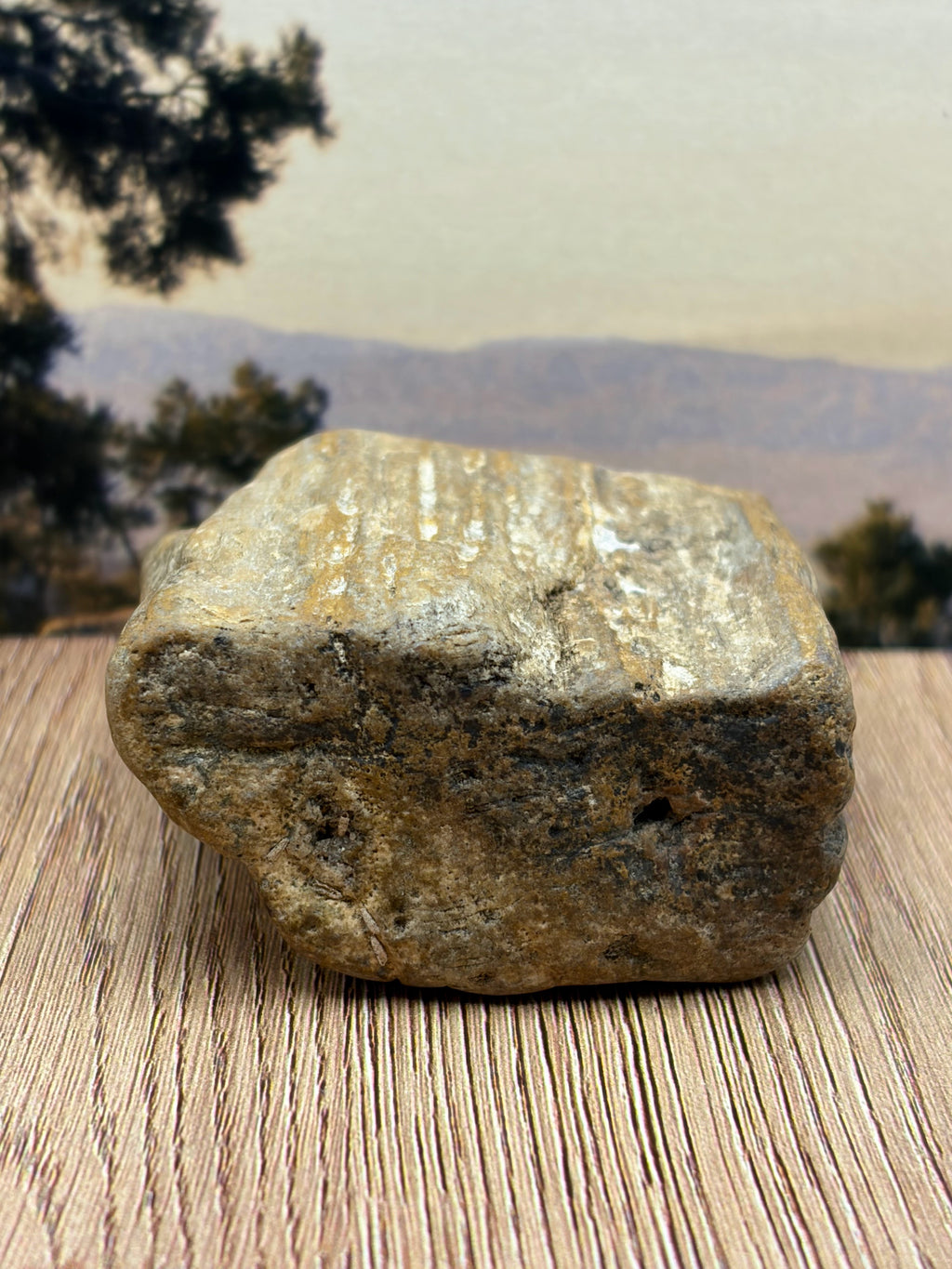 Petrified Wood Specimen with Knot Hole