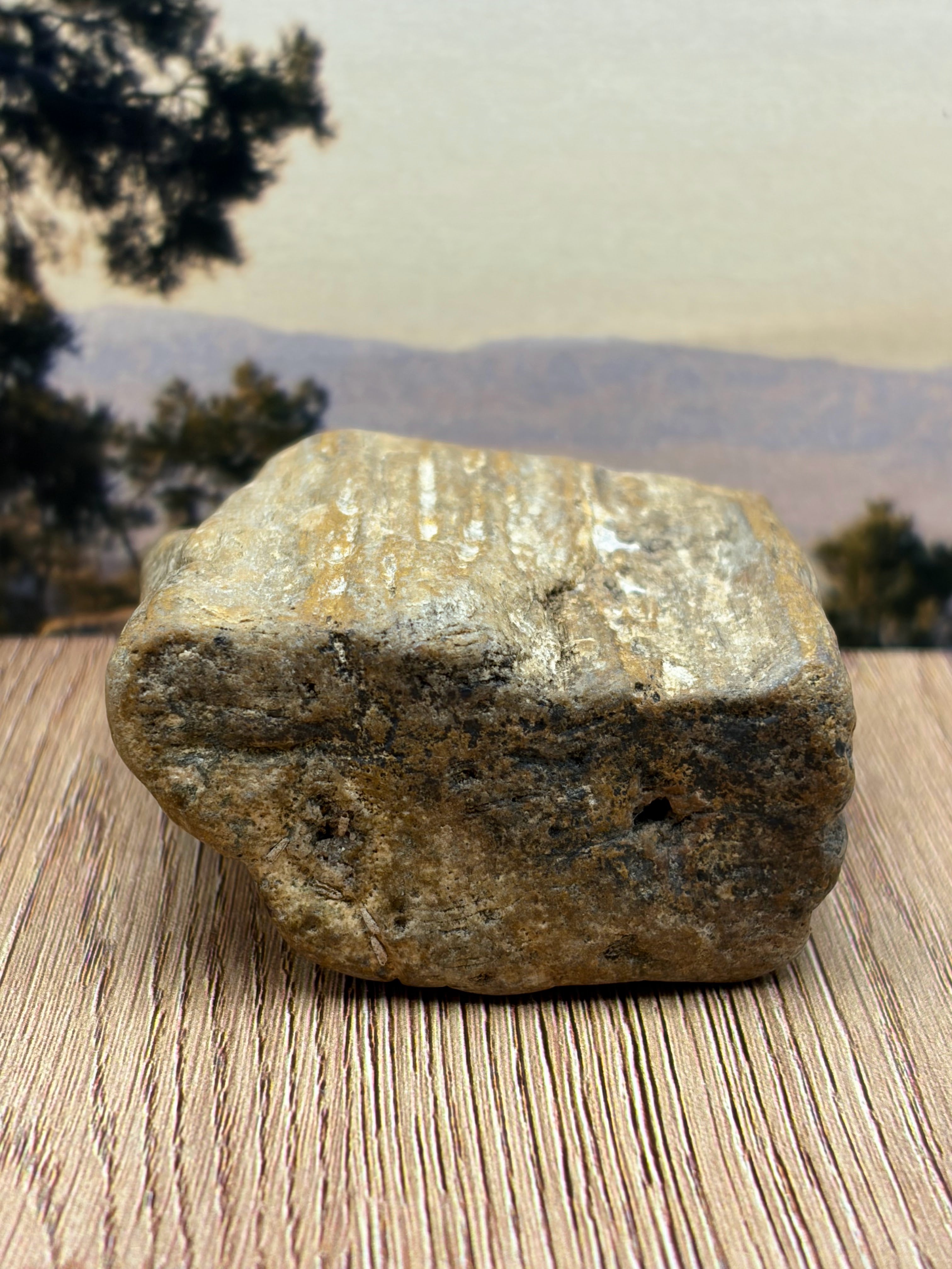 Petrified Wood Specimen with Knot Hole