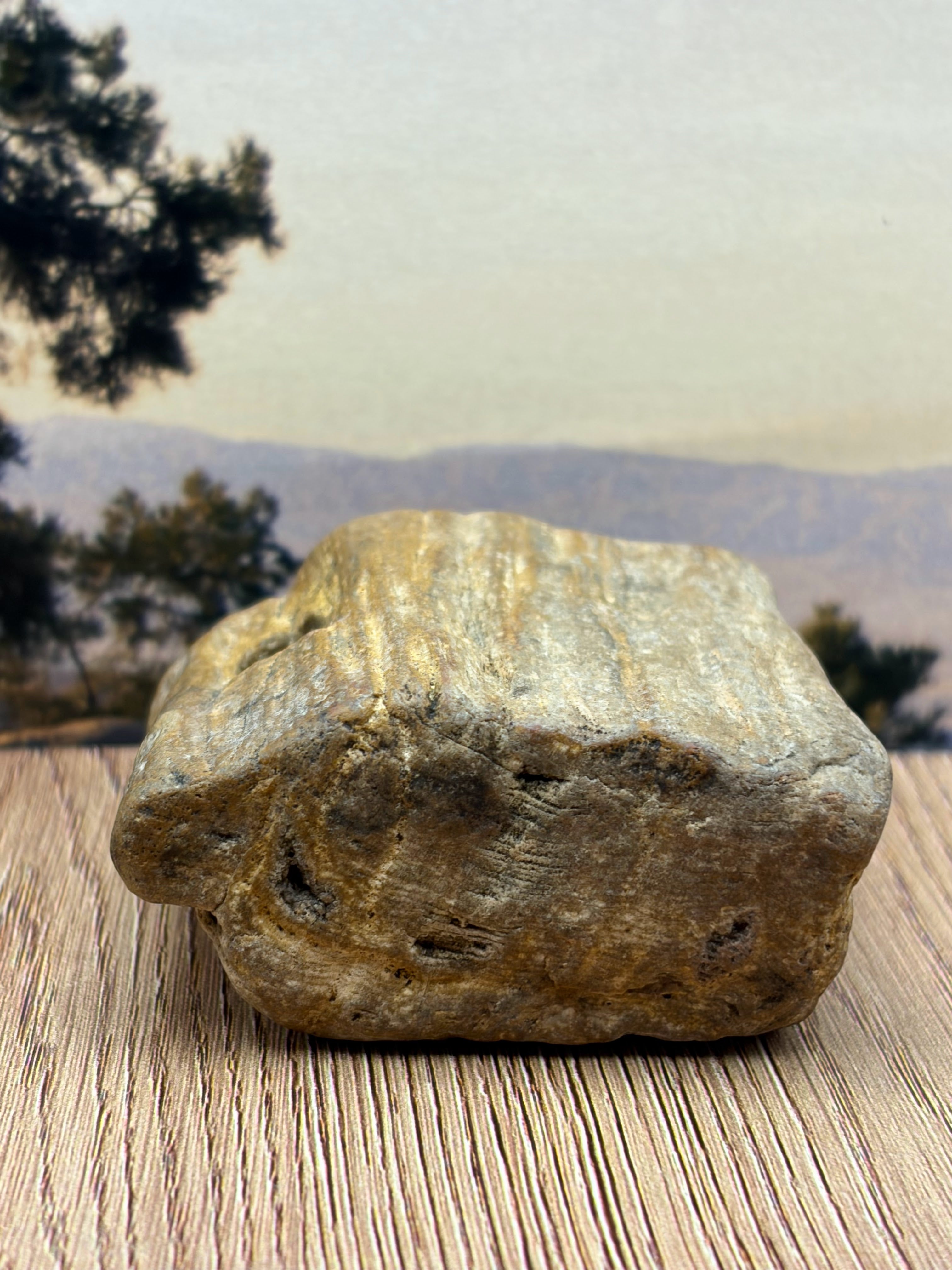 Petrified Wood Specimen with Knot Hole