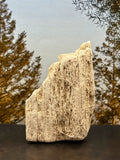Petrified Wood Specimen
