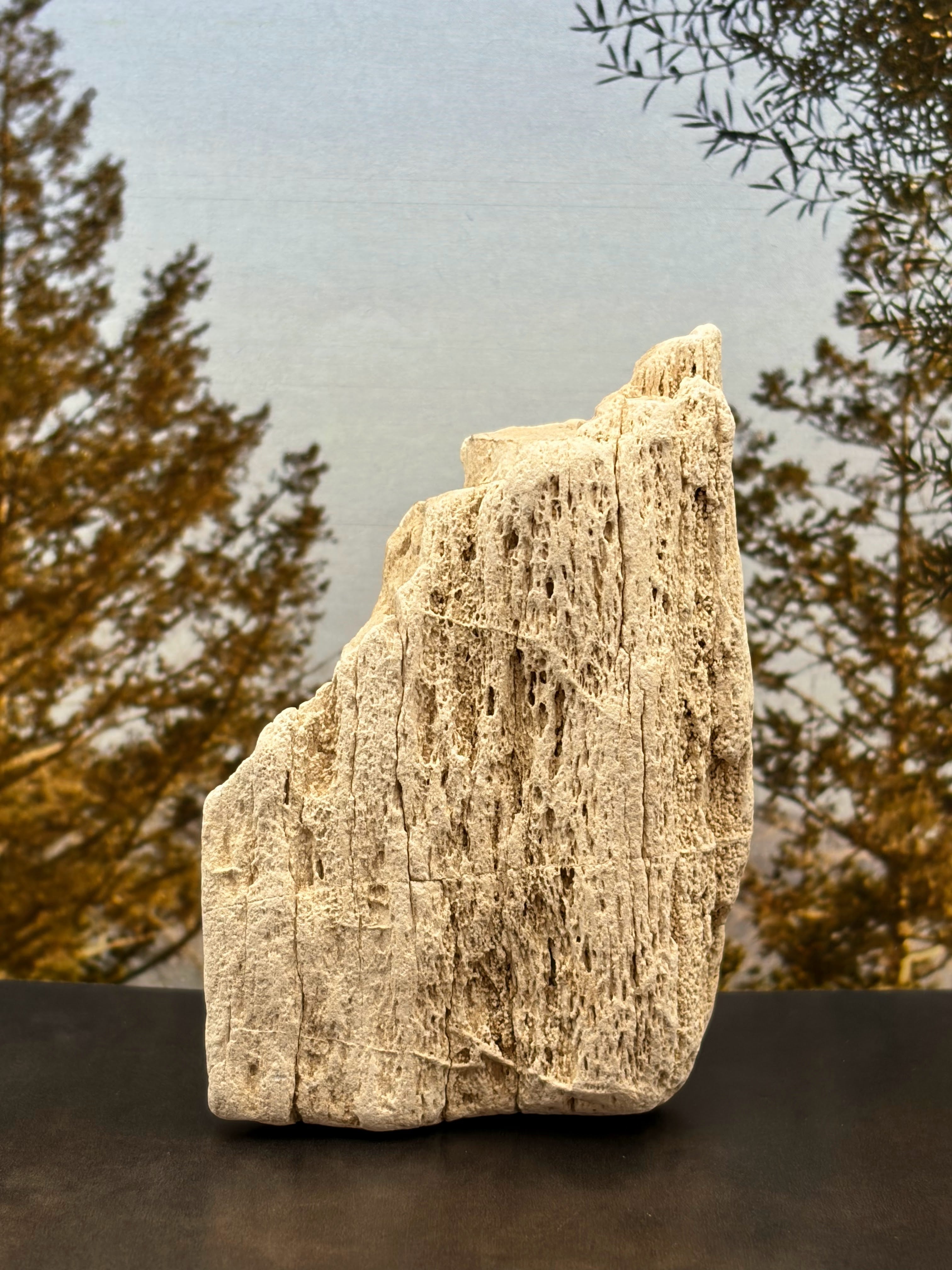 Petrified Wood Specimen