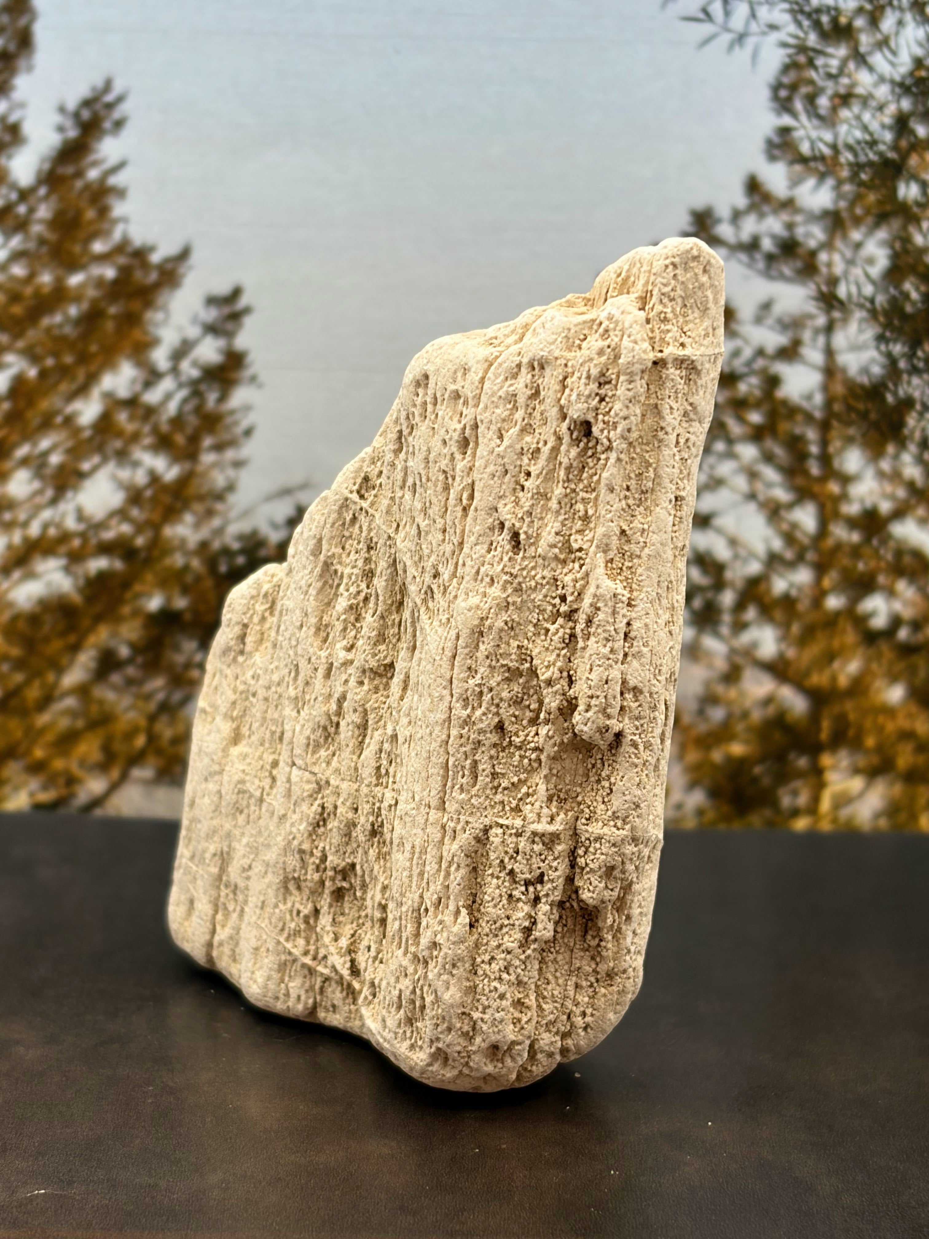 Petrified Wood Specimen