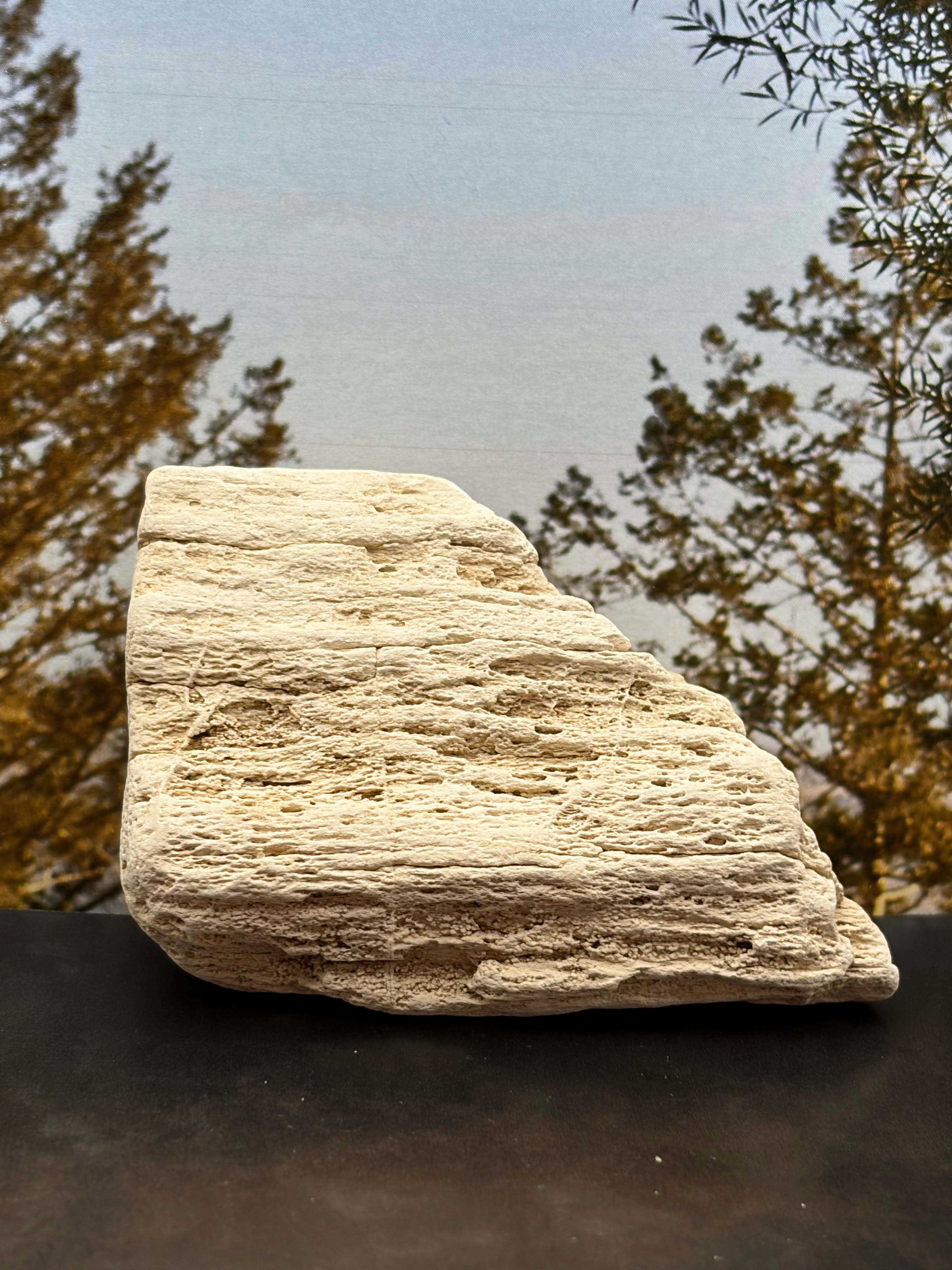 Petrified Wood Specimen