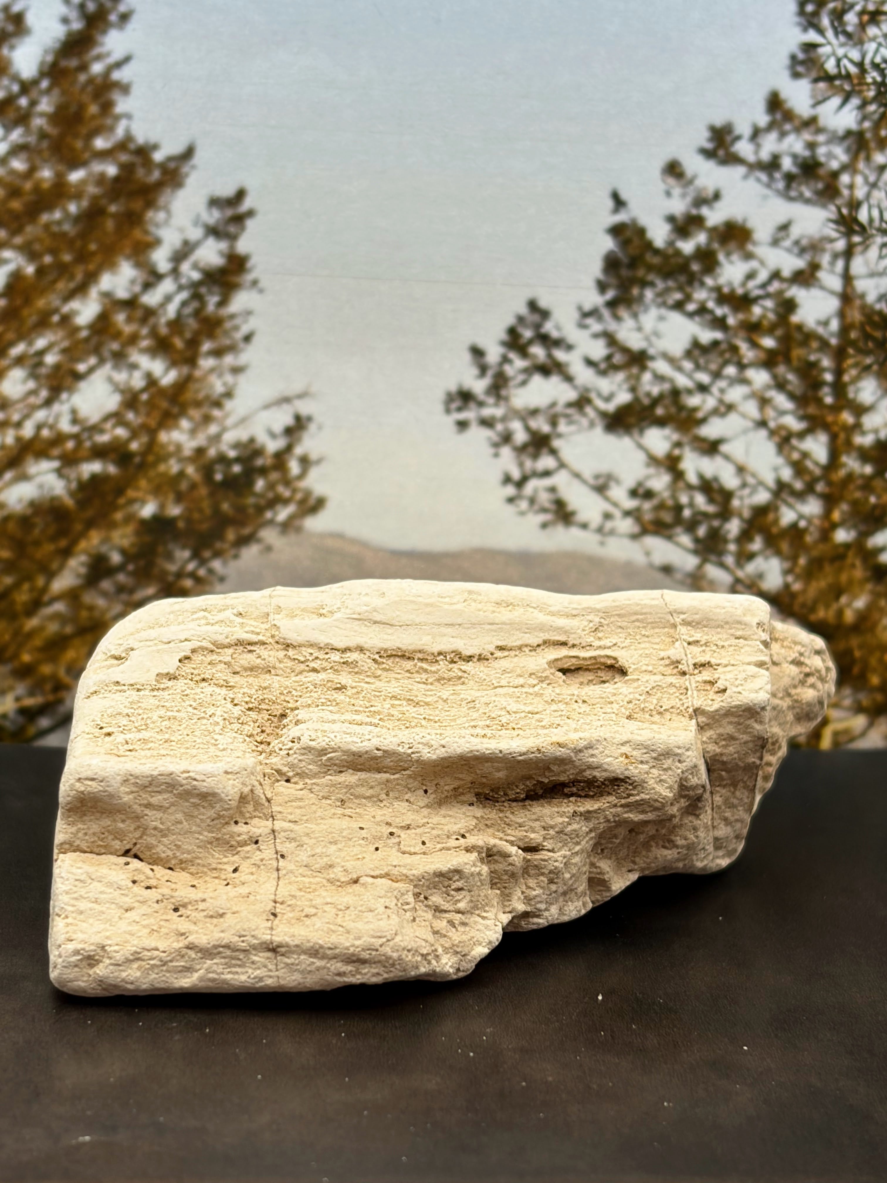 Petrified Wood Specimen