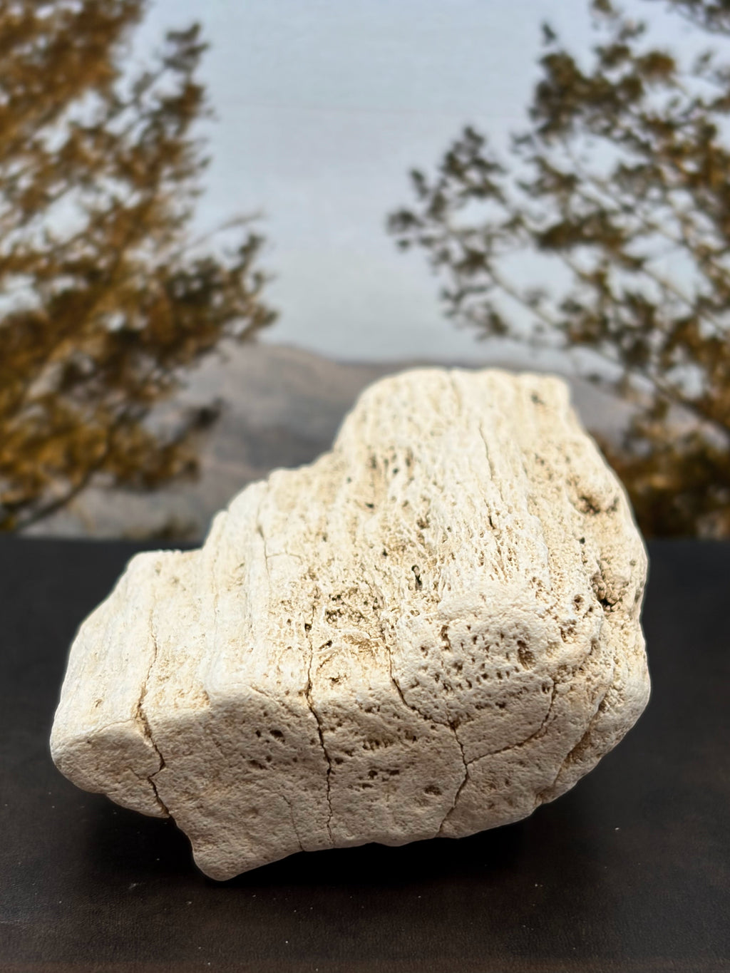 Petrified Wood Specimen