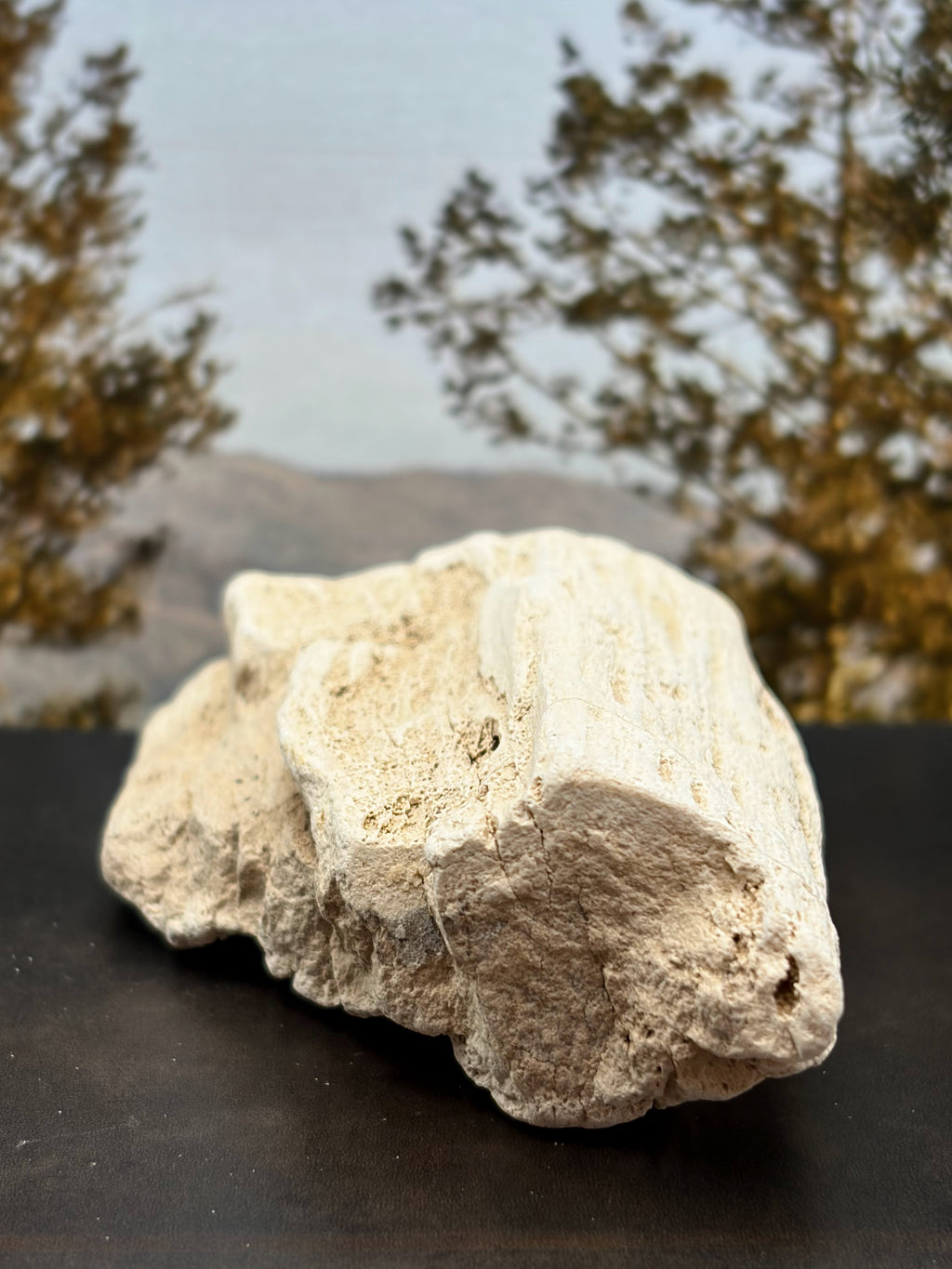 Petrified Wood Specimen