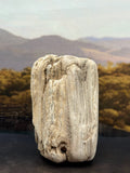 Petrified Wood Specimen with Complete Tree Growth Rings