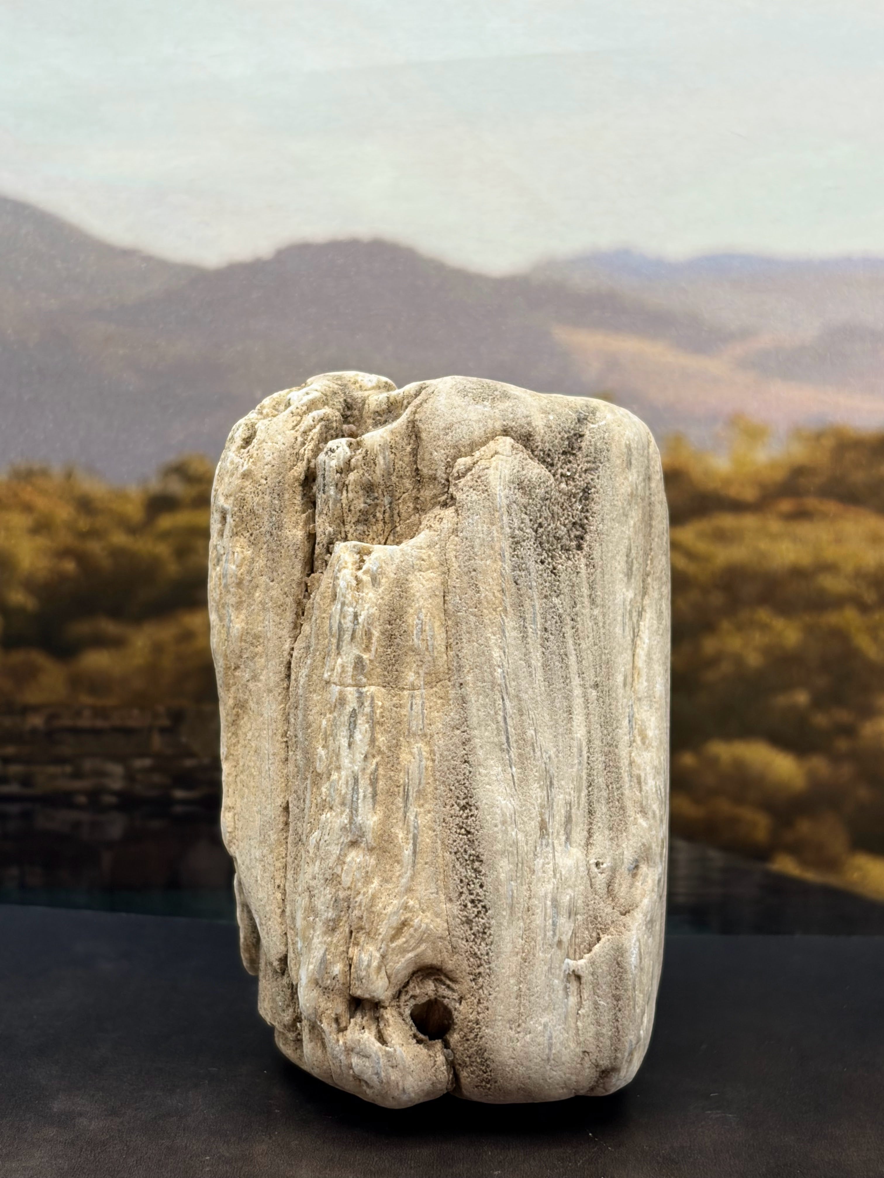 Petrified Wood Specimen with Complete Tree Growth Rings