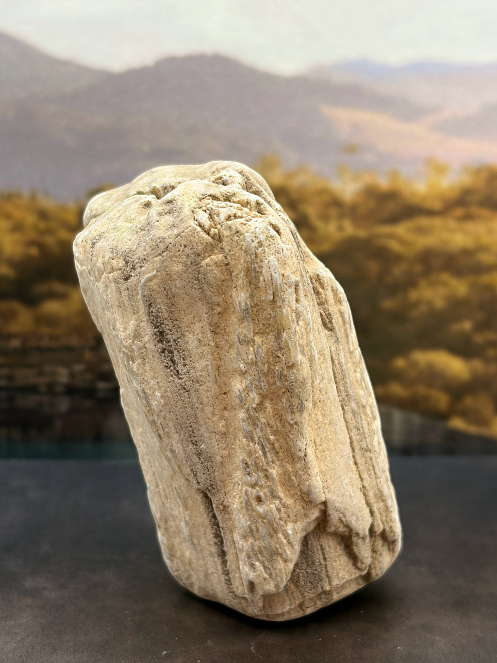 Petrified Wood Specimen with Complete Tree Growth Rings
