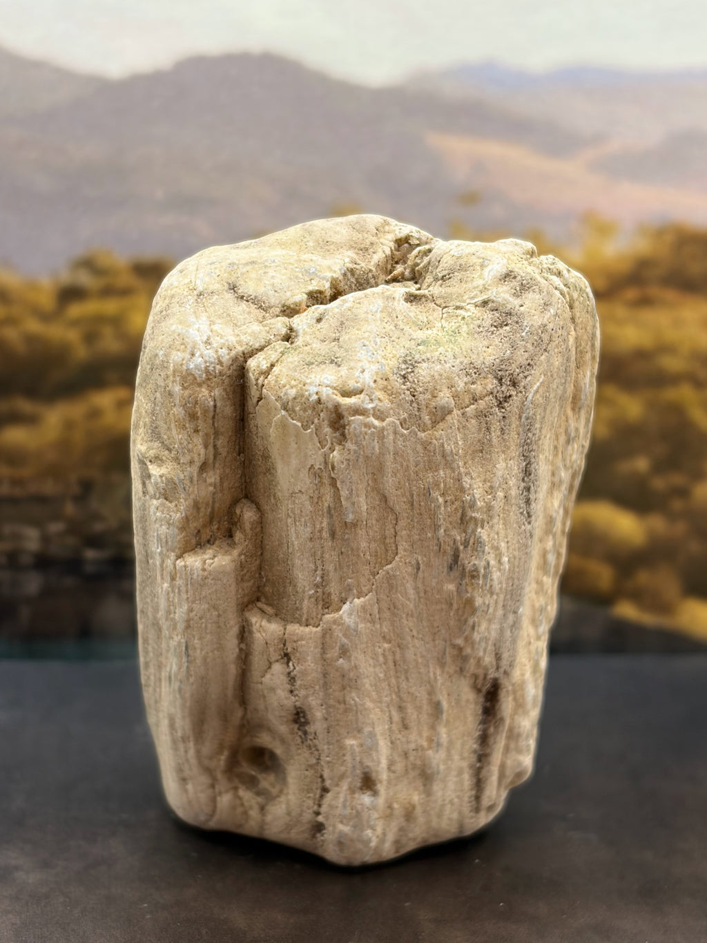 Petrified Wood Specimen with Complete Tree Growth Rings