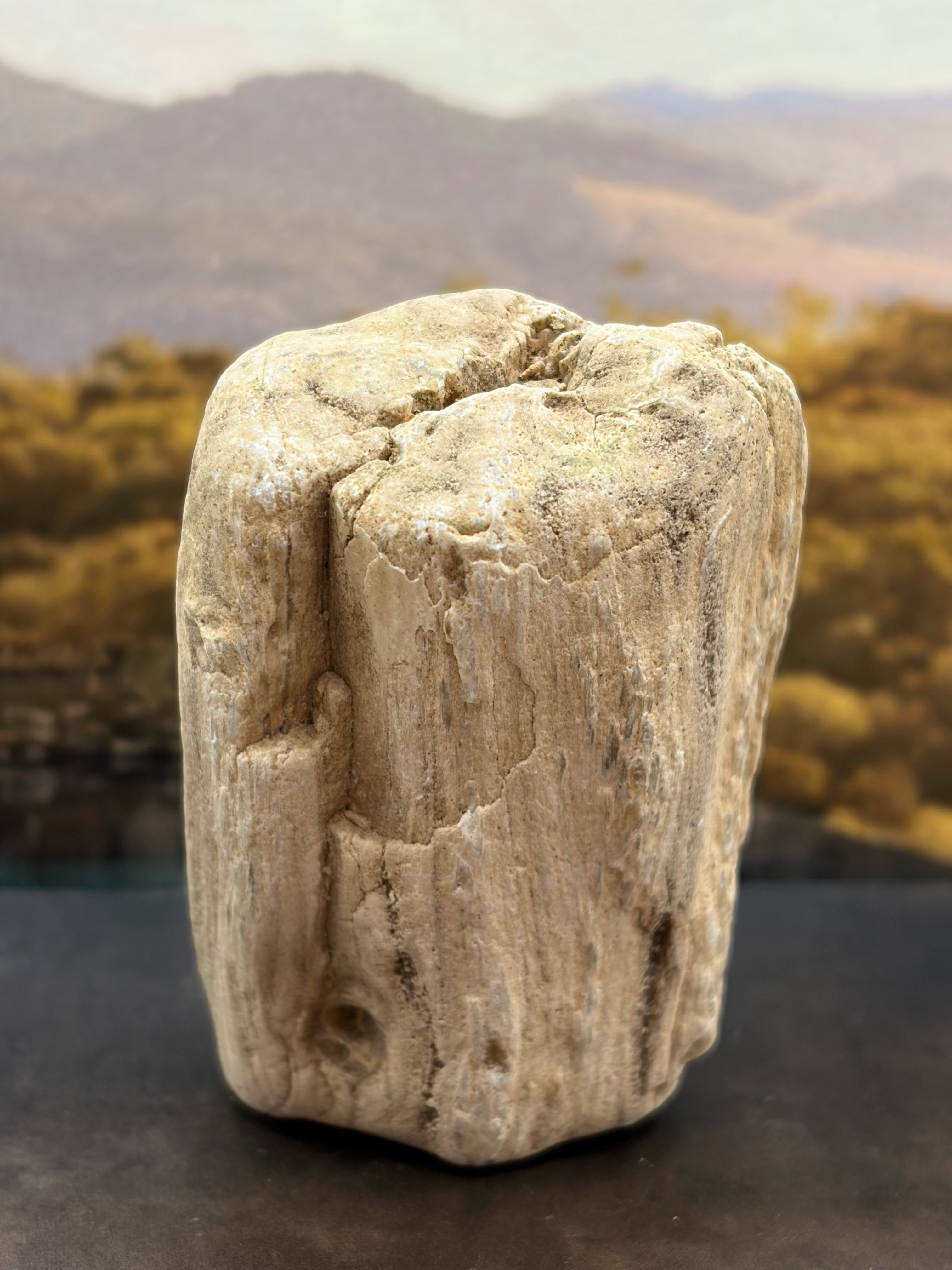 Petrified Wood Specimen with Complete Tree Growth Rings