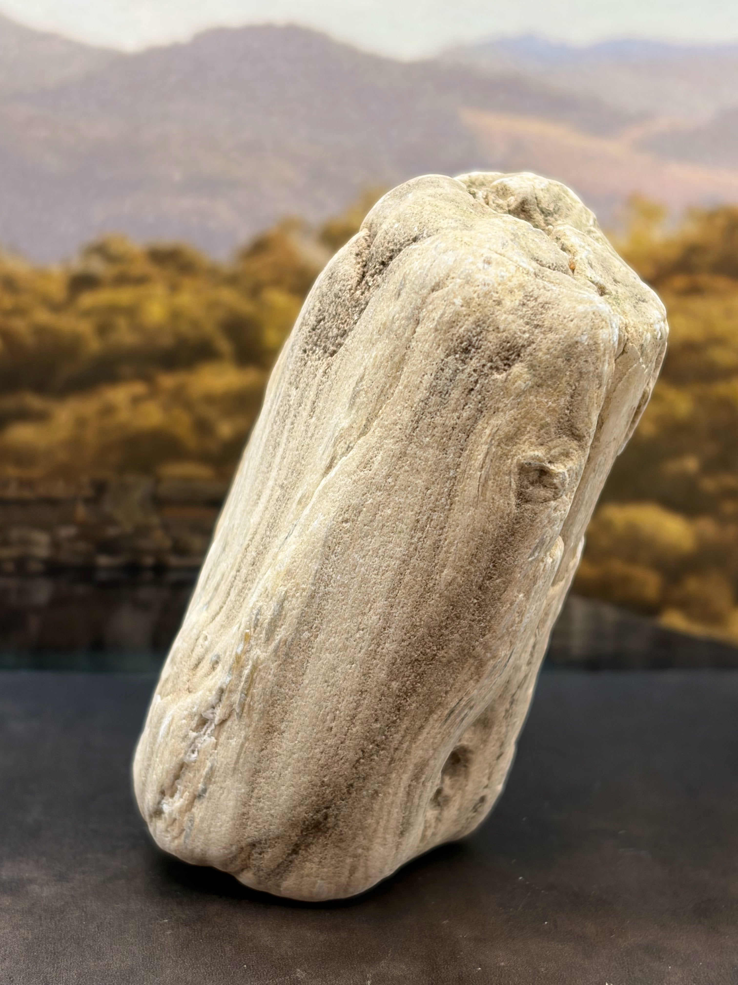 Petrified Wood Specimen with Complete Tree Growth Rings