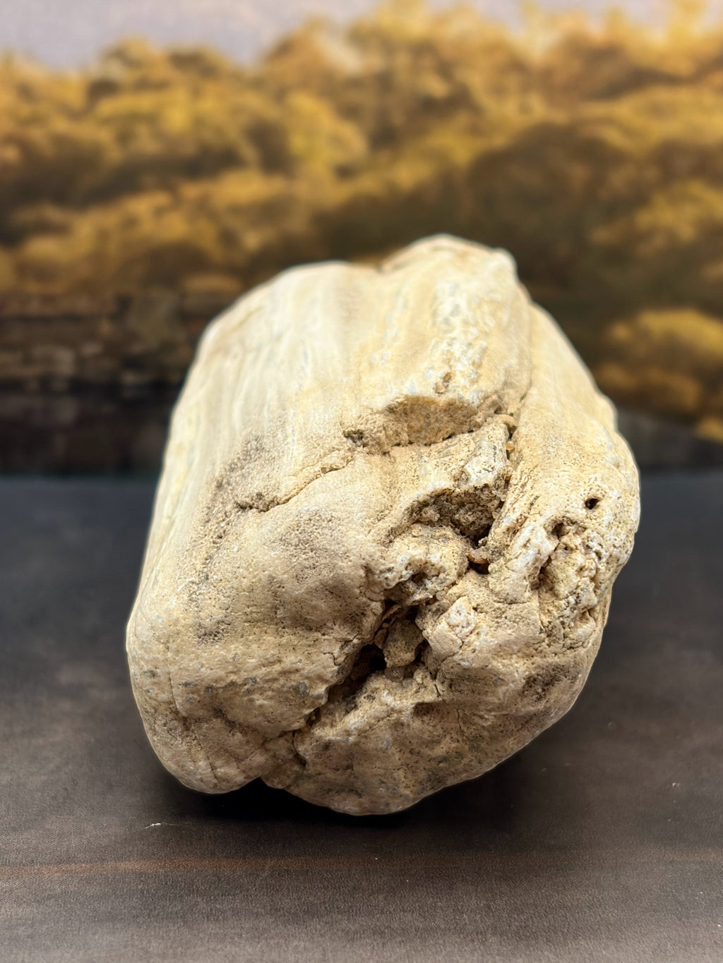 Petrified Wood Specimen with Complete Tree Growth Rings