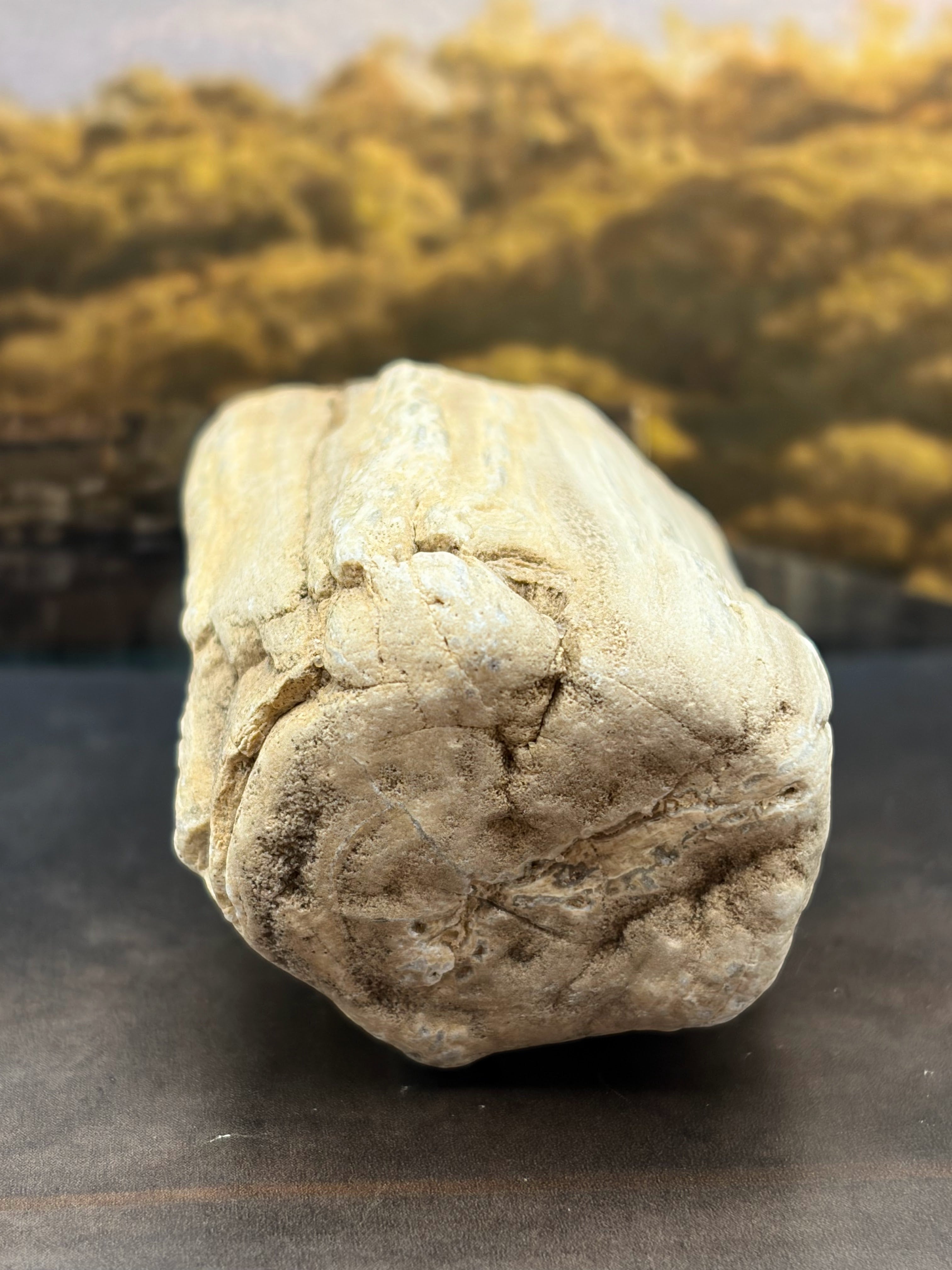 Petrified Wood Specimen with Complete Tree Growth Rings