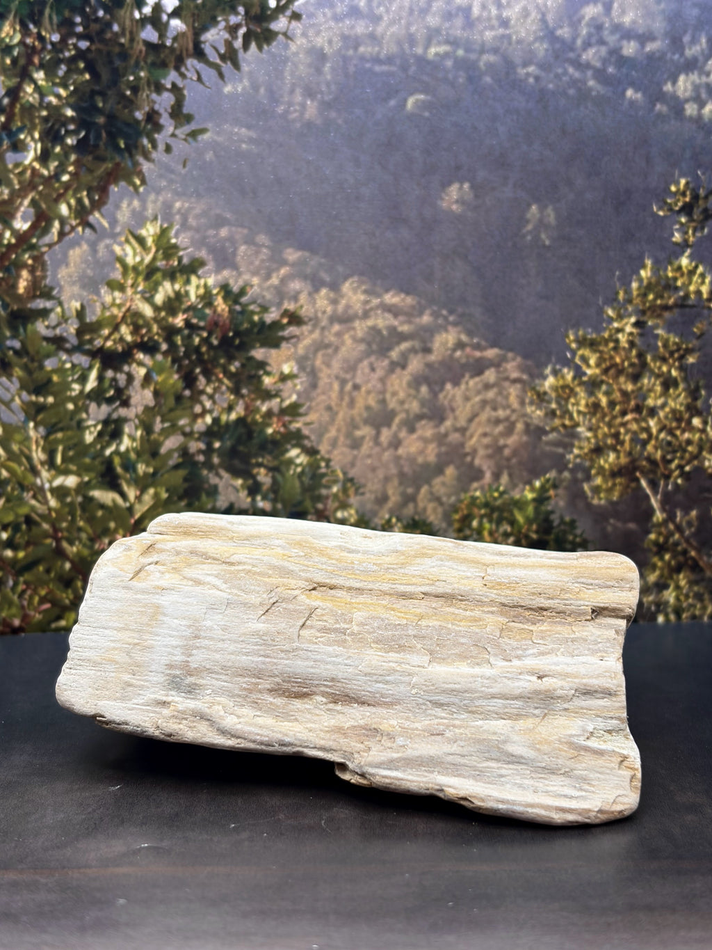 Opalized Wood Specimen