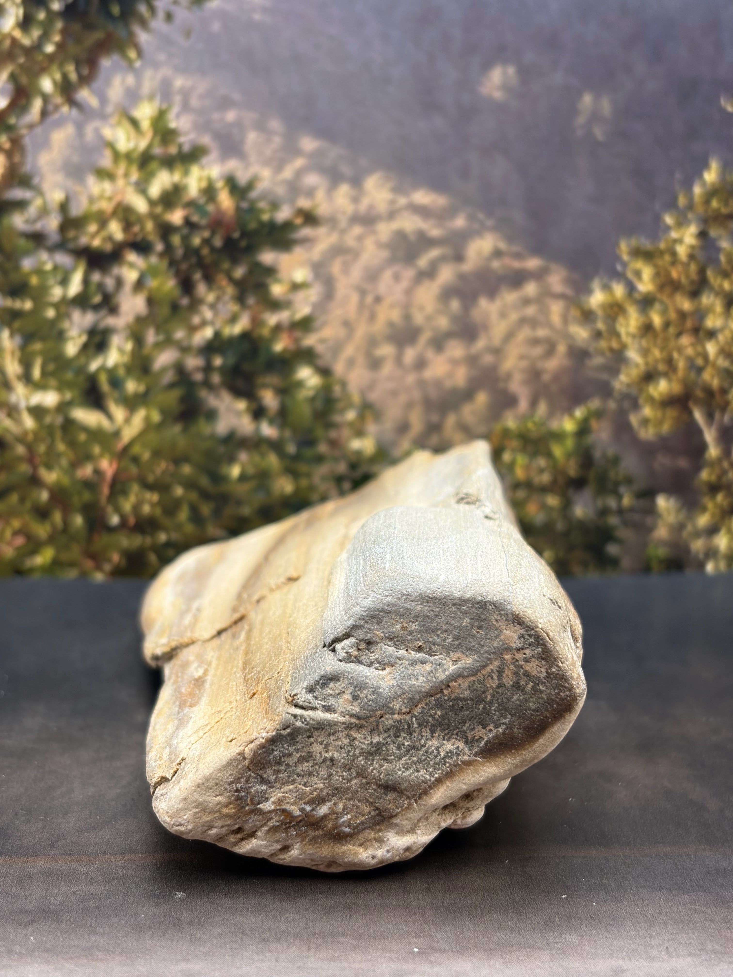 Opalized Wood Specimen