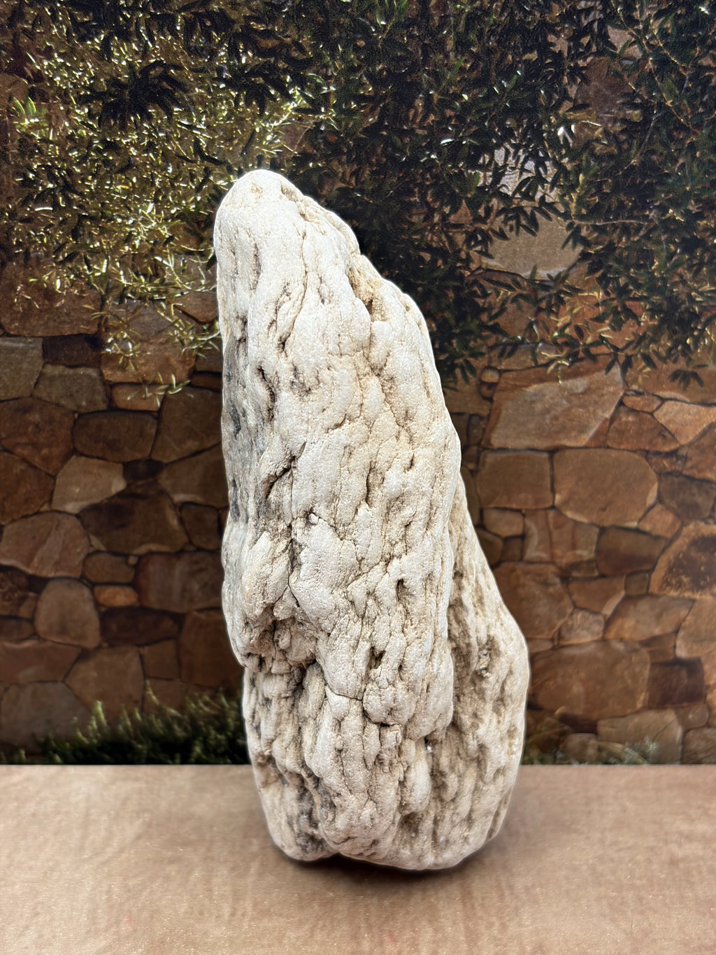 Petrified Wood Specimen