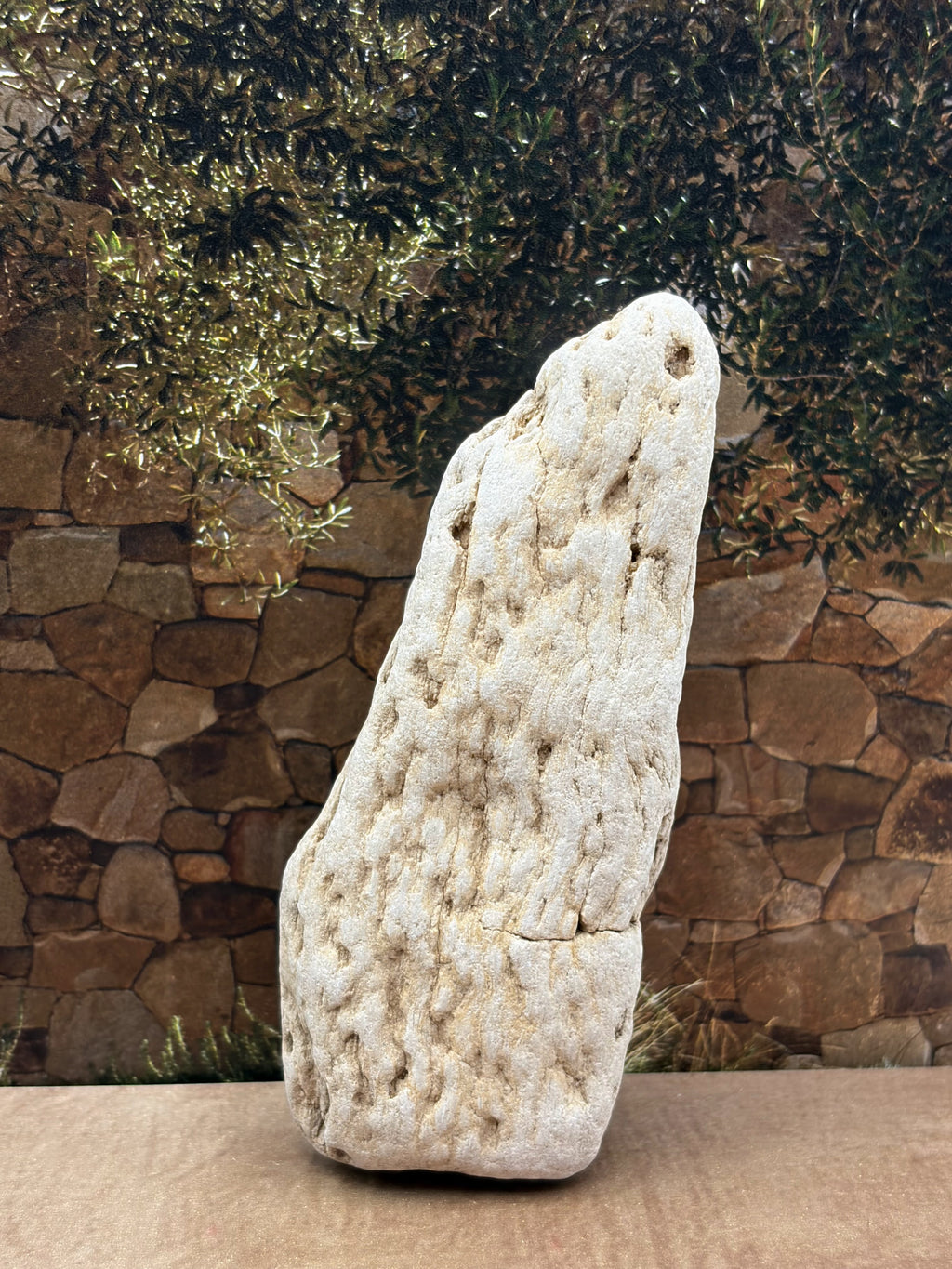 Petrified Wood Specimen