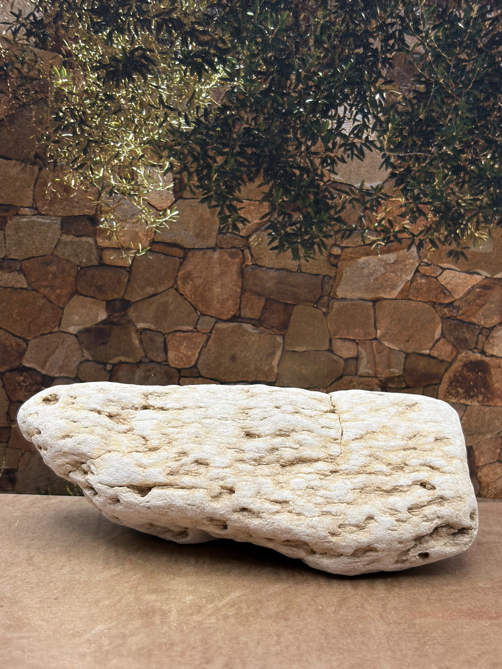 Petrified Wood Specimen