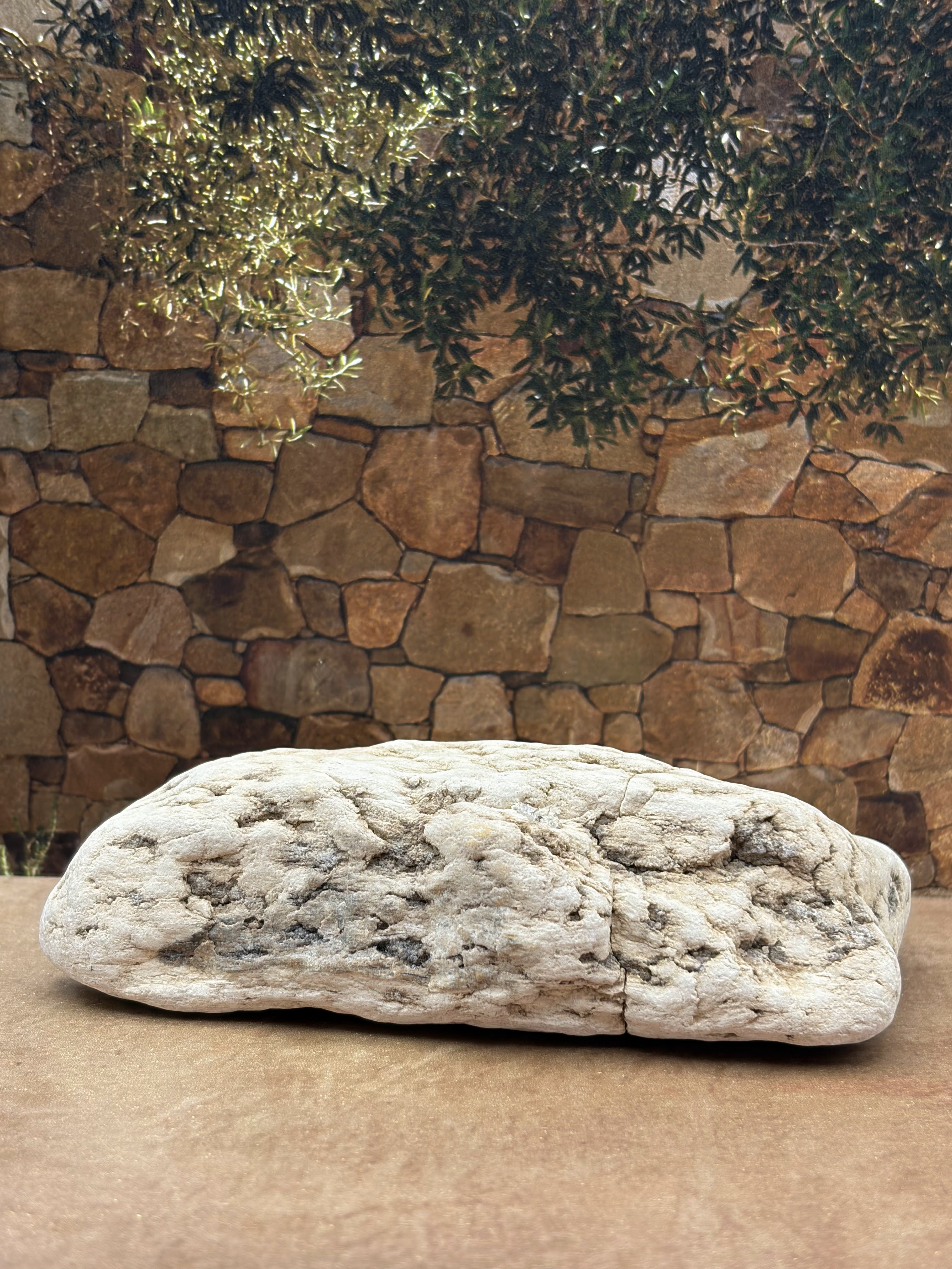 Petrified Wood Specimen