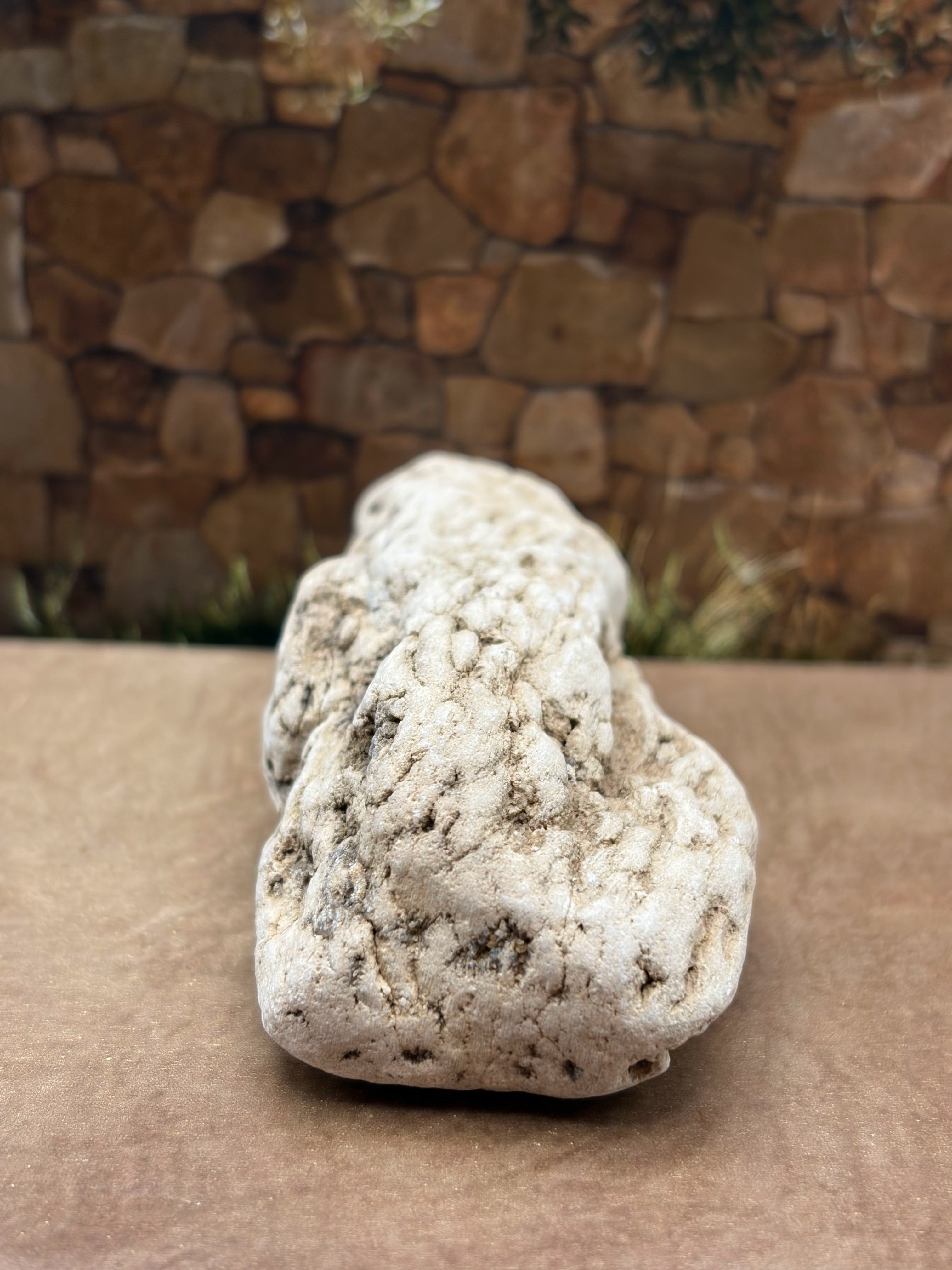Petrified Wood Specimen