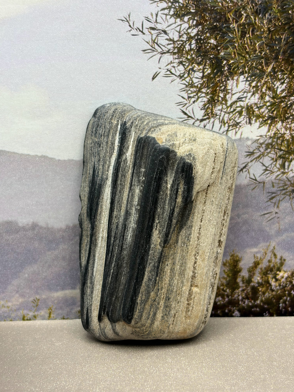 Black Opalized Wood Specimen