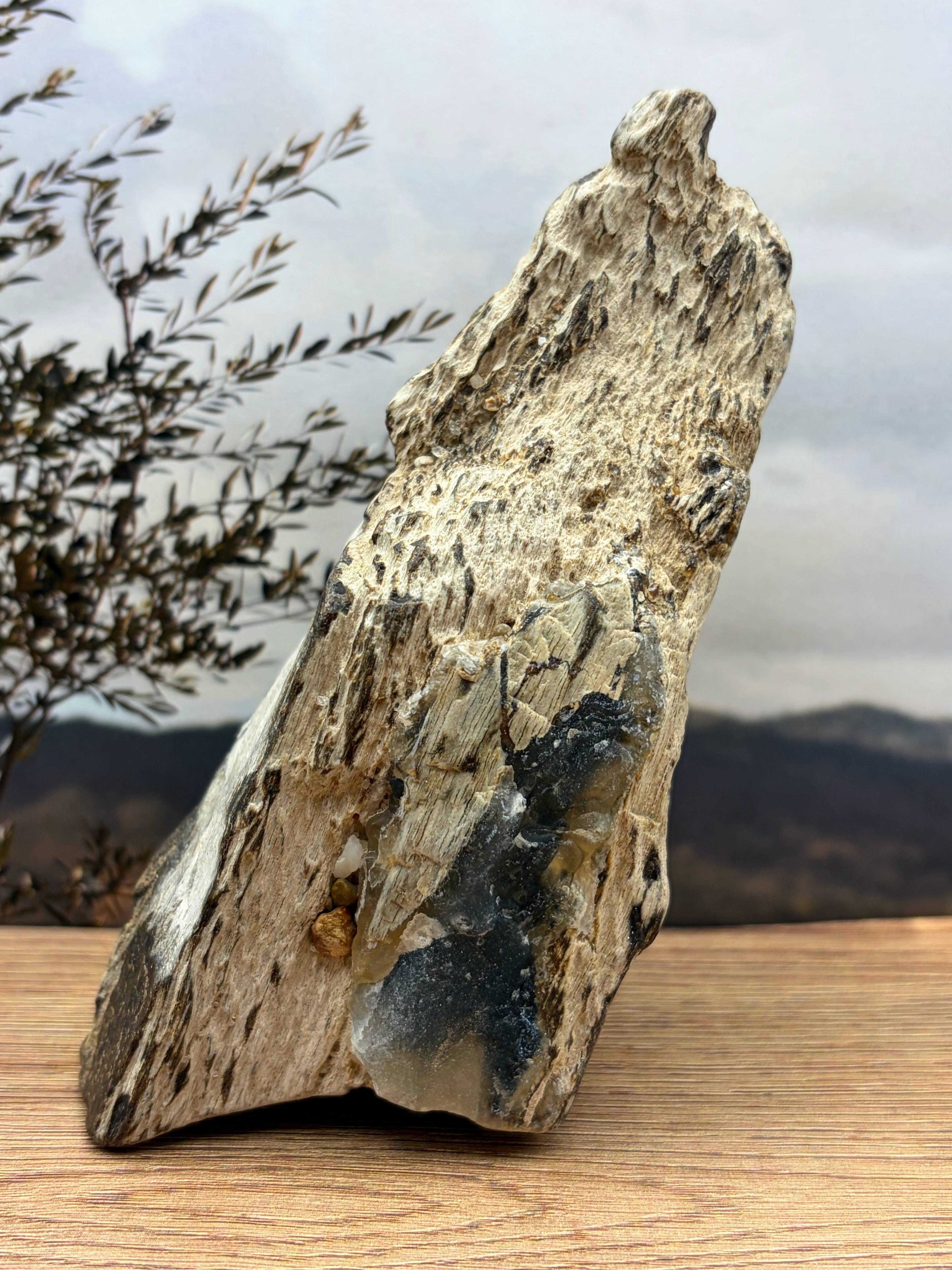Crystalized Gymnosperm Petrified Wood Specimen