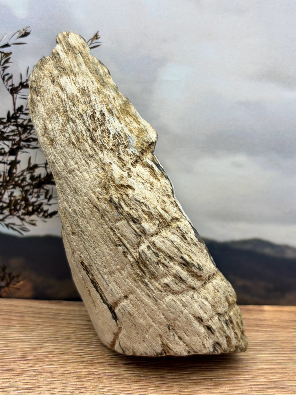 Crystalized Gymnosperm Petrified Wood Specimen