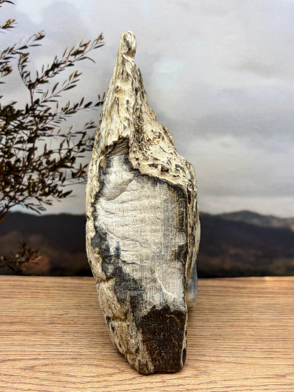 Crystalized Gymnosperm Petrified Wood Specimen