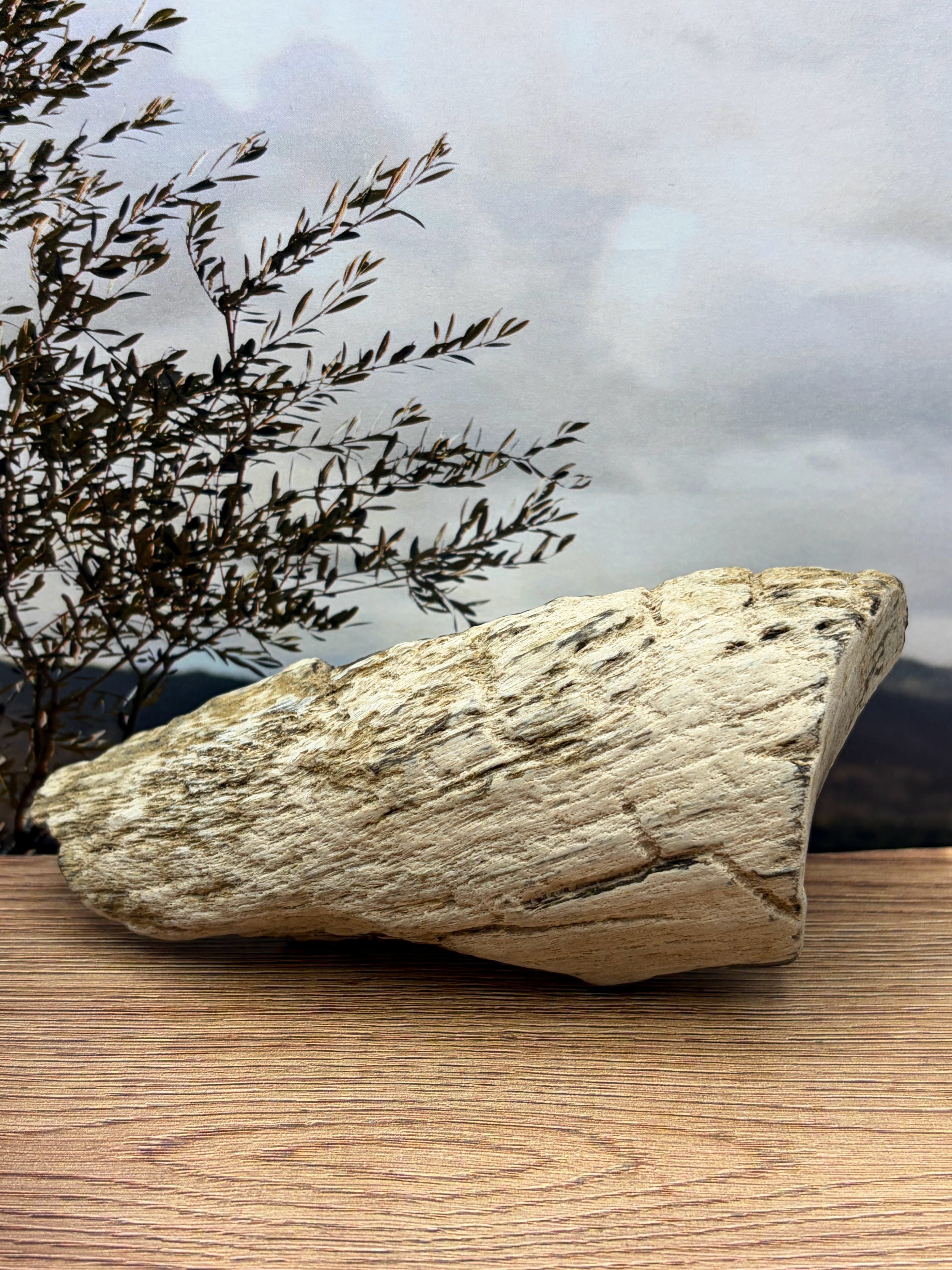 Crystalized Gymnosperm Petrified Wood Specimen