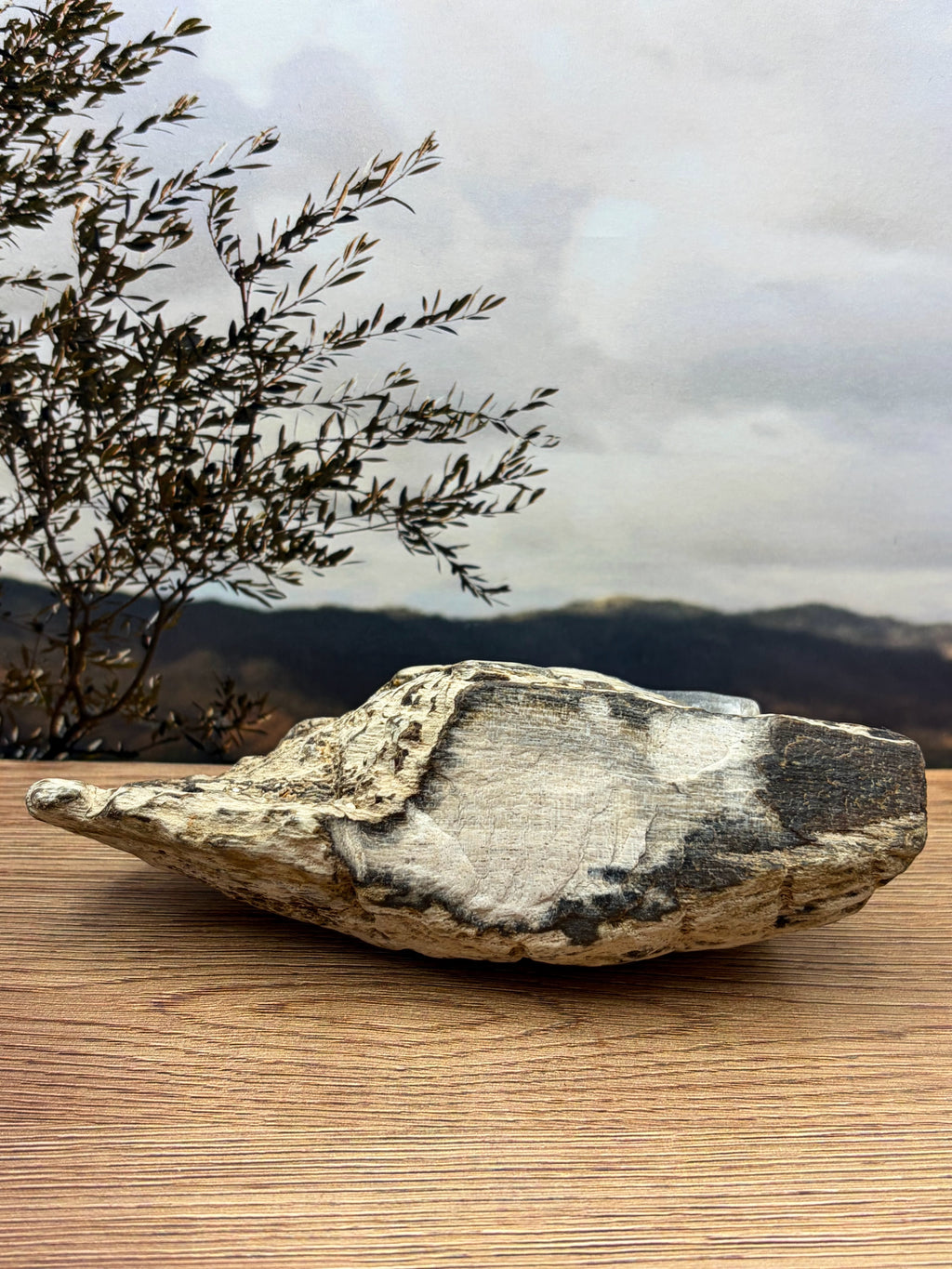 Crystalized Gymnosperm Petrified Wood Specimen