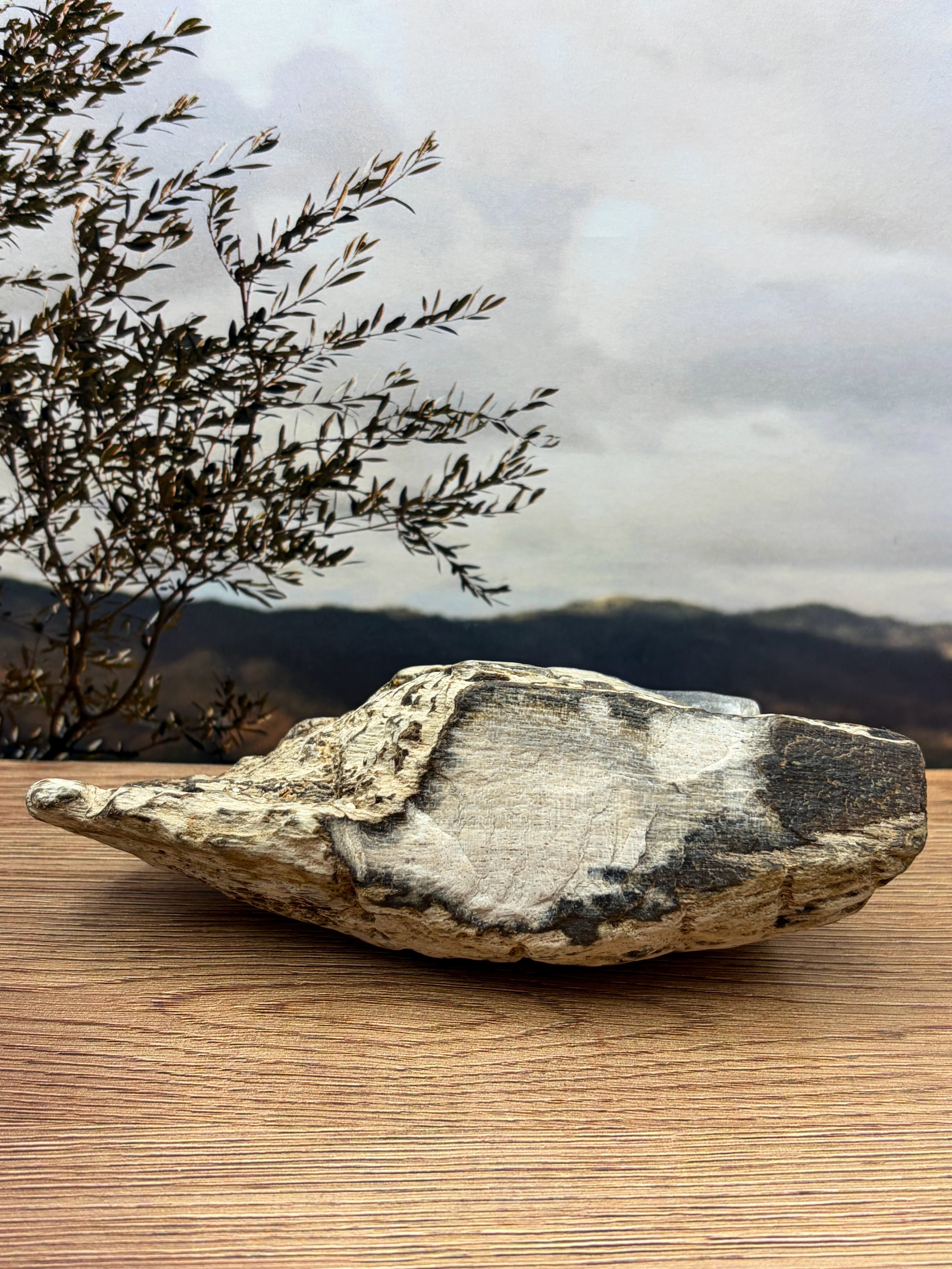 Crystalized Gymnosperm Petrified Wood Specimen