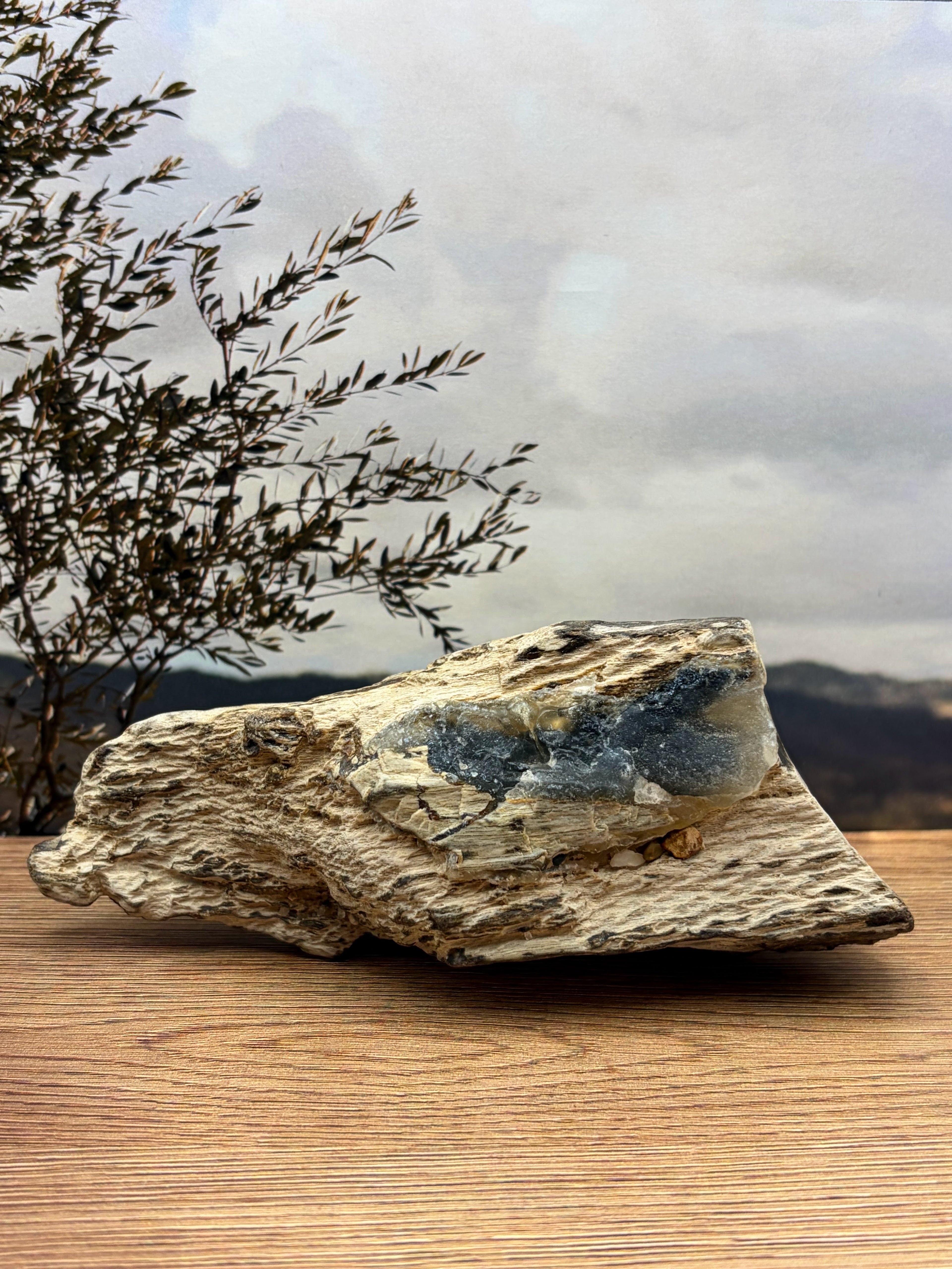 Crystalized Gymnosperm Petrified Wood Specimen
