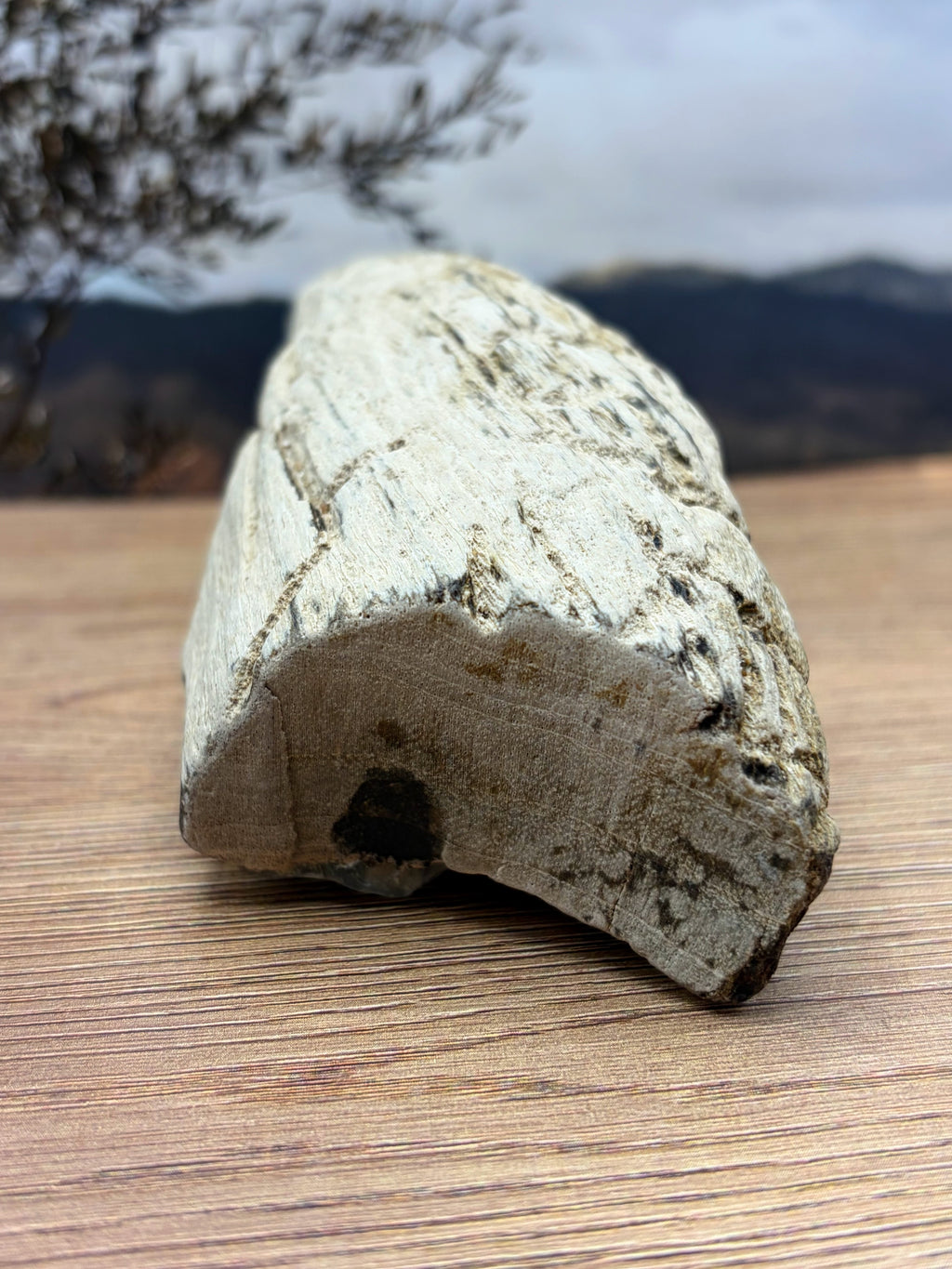 Crystalized Gymnosperm Petrified Wood Specimen