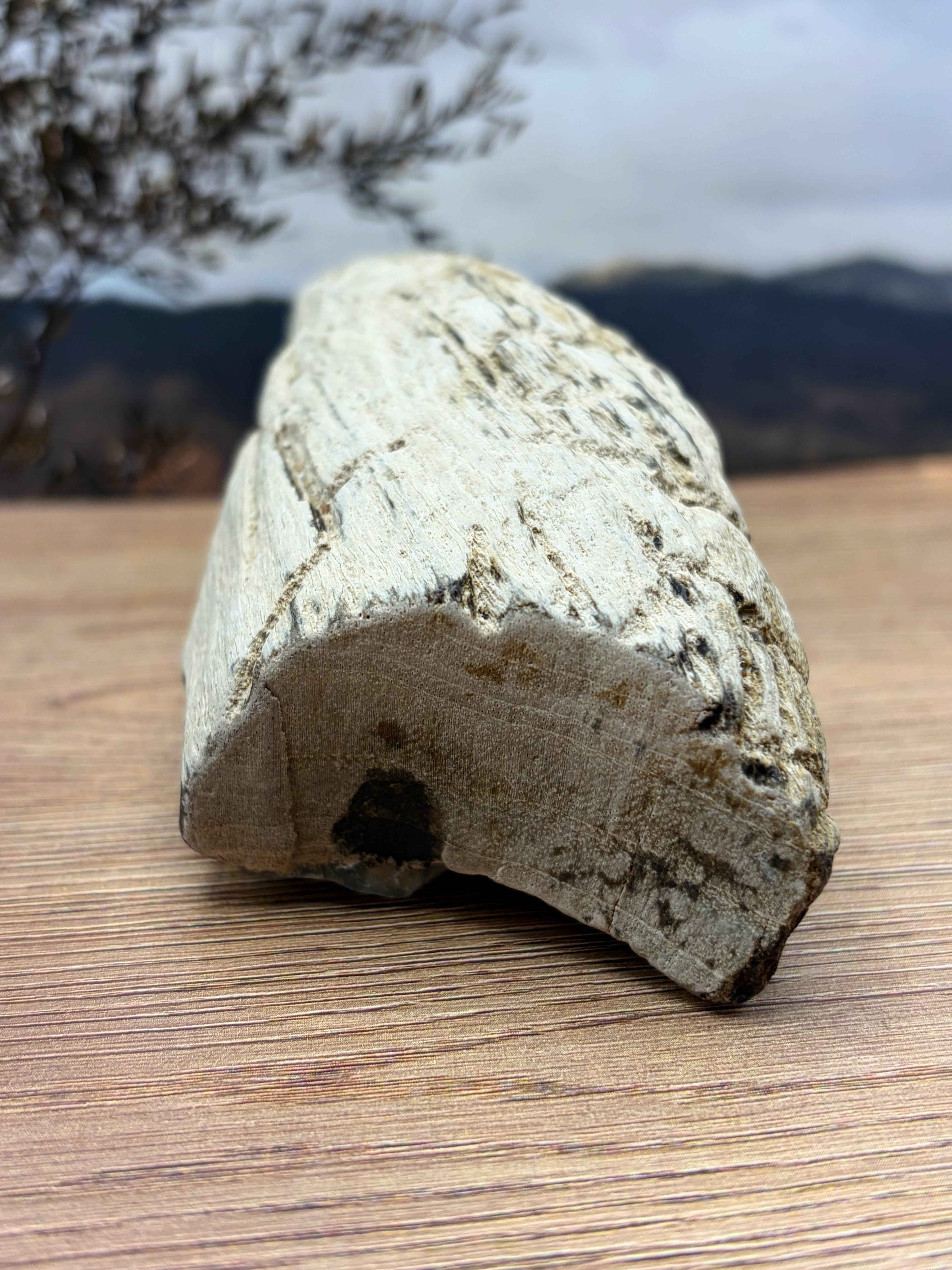 Crystalized Gymnosperm Petrified Wood Specimen