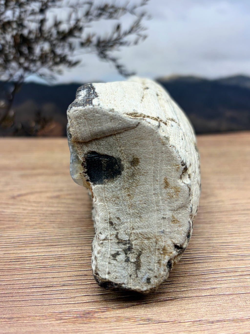 Crystalized Gymnosperm Petrified Wood Specimen