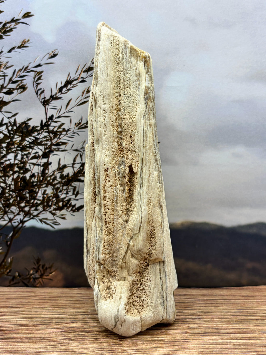 Opalized Petrified Wood with Druzy Crystals
