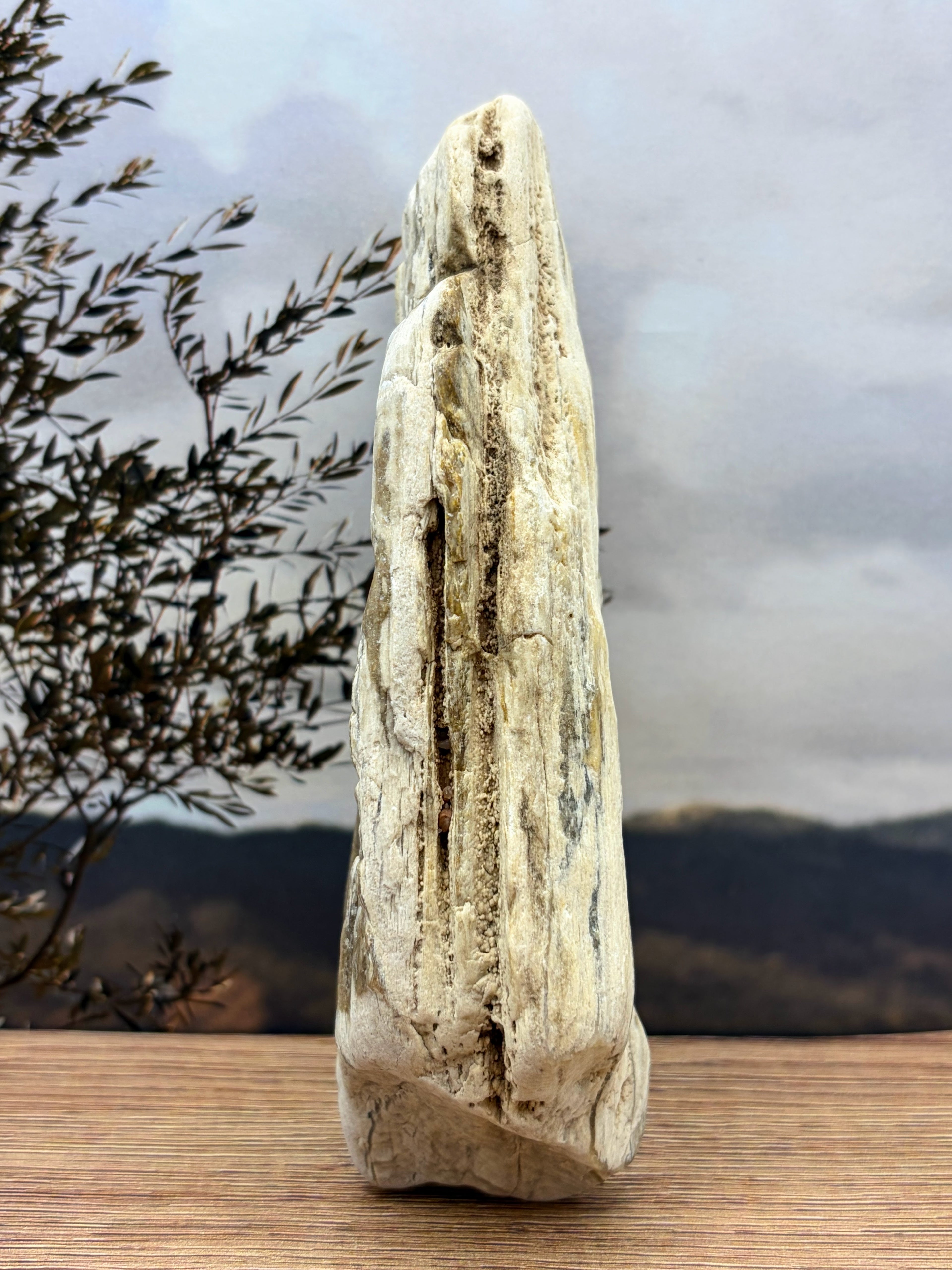 Opalized Petrified Wood with Druzy Crystals